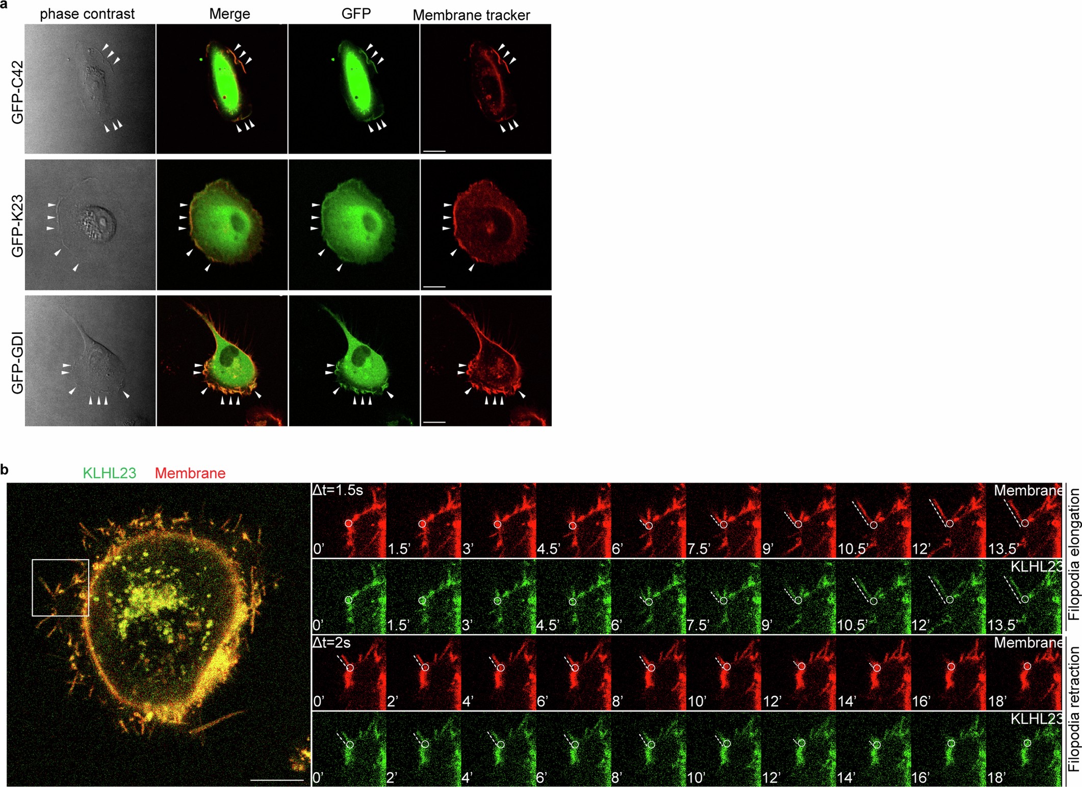 Extended Data Fig. 7: Colocalization of KLHL23 and RhoGDI in the plasma membrane.