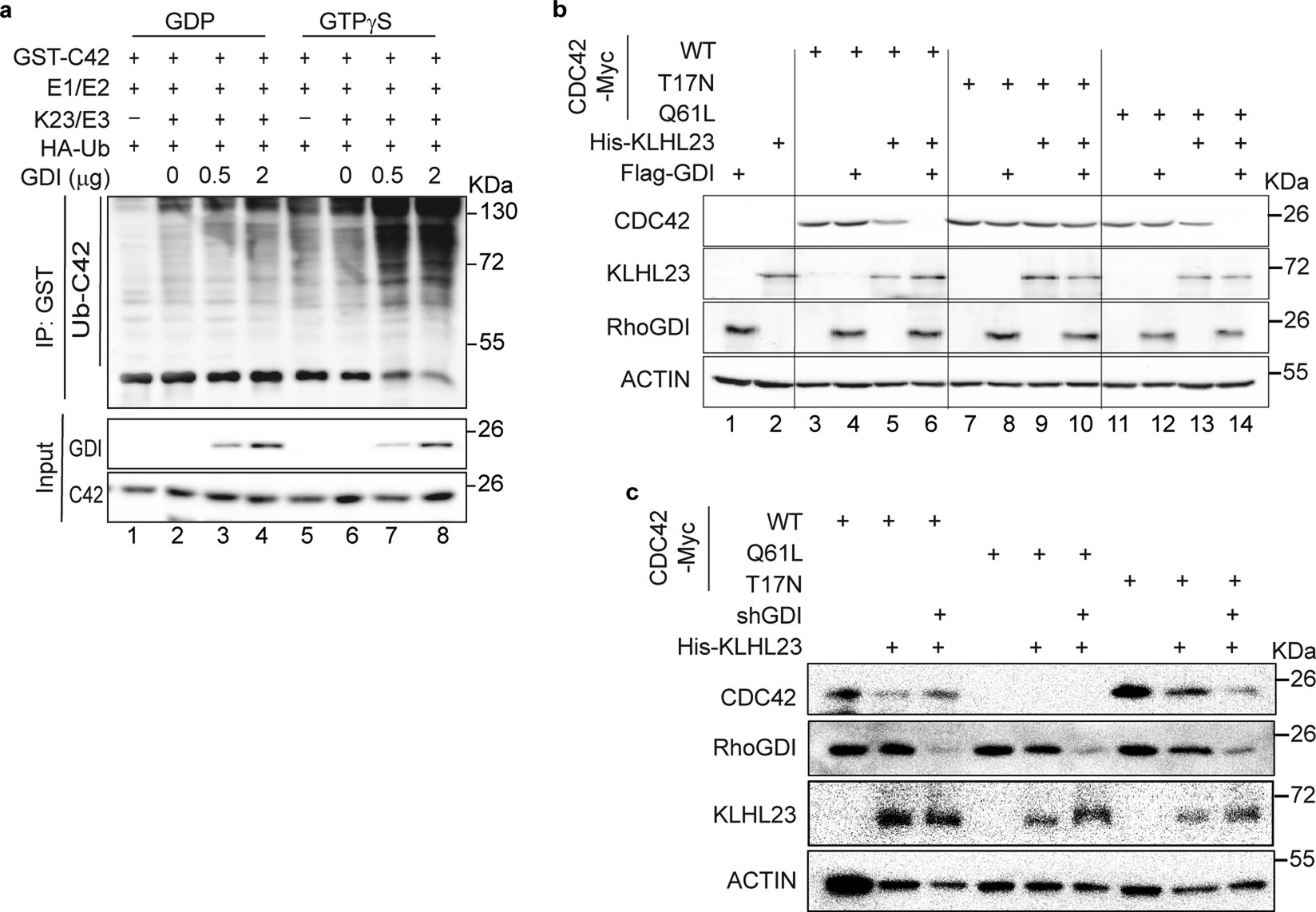 Extended Data Fig. 3: RhoGDI facilitates KLHL23 selectively targeting active CDC42·GTP.