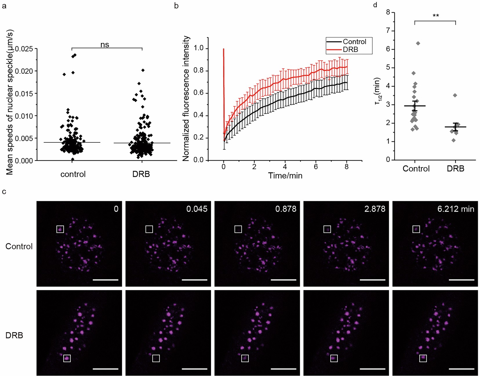 Extended Data Fig. 8: Movement and dynamics of nuclear speckles with DRB treatment.