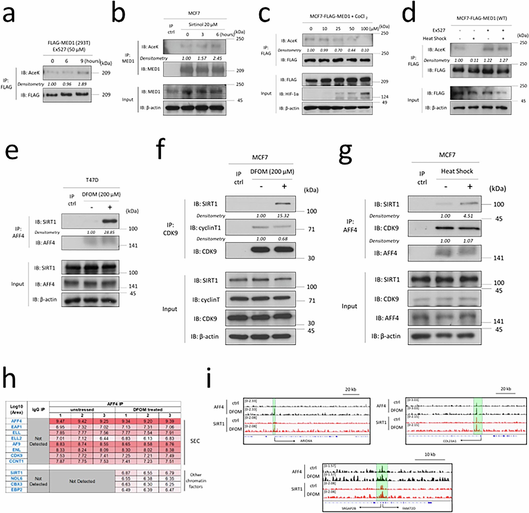 Extended Data Fig. 4: MED1 IDR deacetylation is regulated by SIRT1 under stress conditions and SIRT1 is associated with SEC.