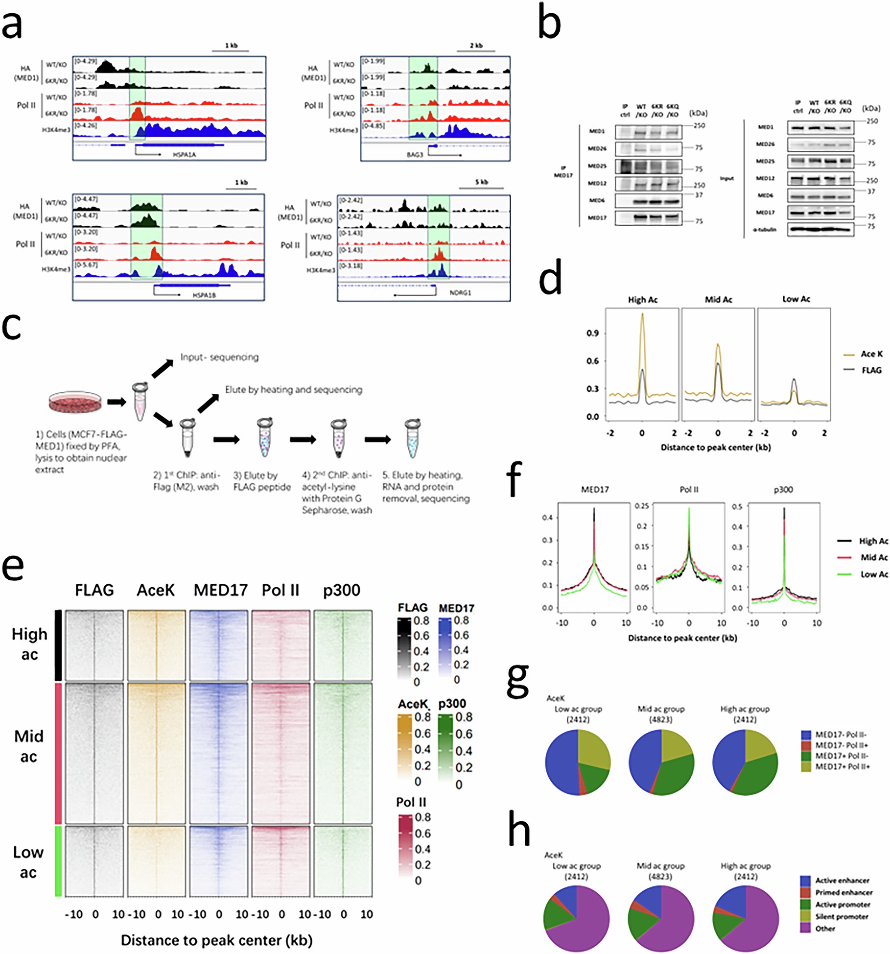 Extended Data Fig. 6: The acetylation-defective 6KR mutation of MED1 enhances chromatin occupancy of RNA Pol II which is also associated with endogenous acetylation level.