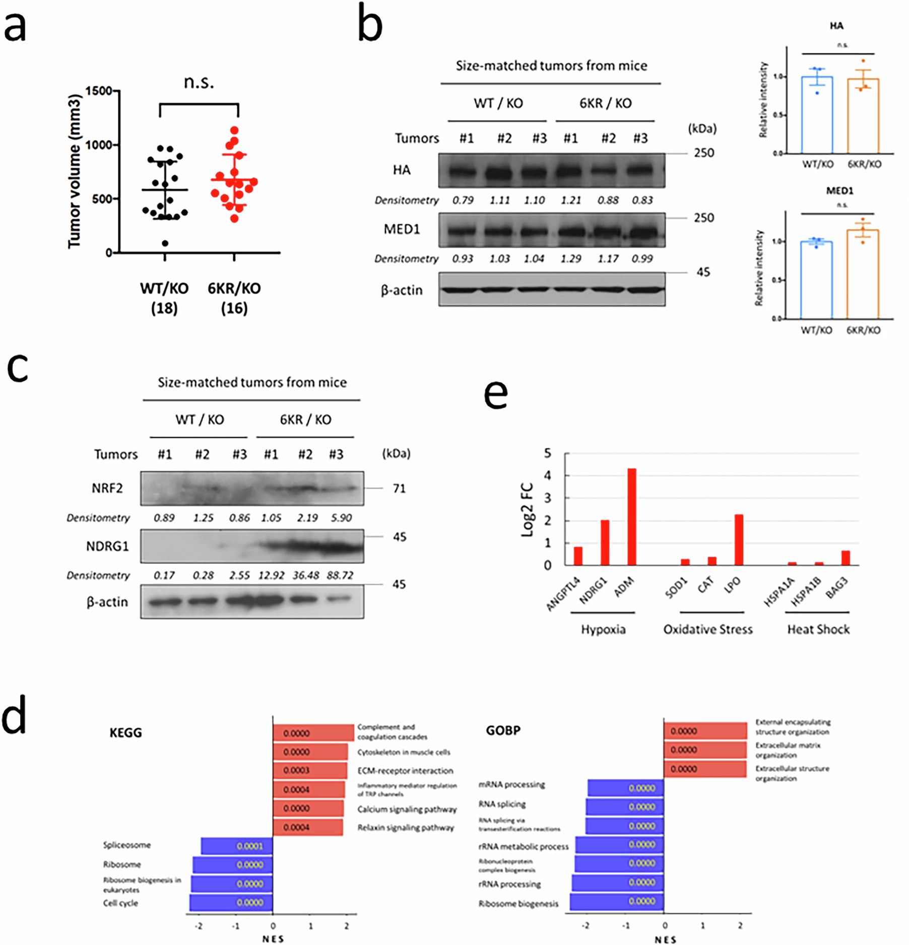 Extended Data Fig. 9: Acetylation-defective 6KR mutant MED1 promotes tumorigenesis and stress tolerance in a mouse model.
