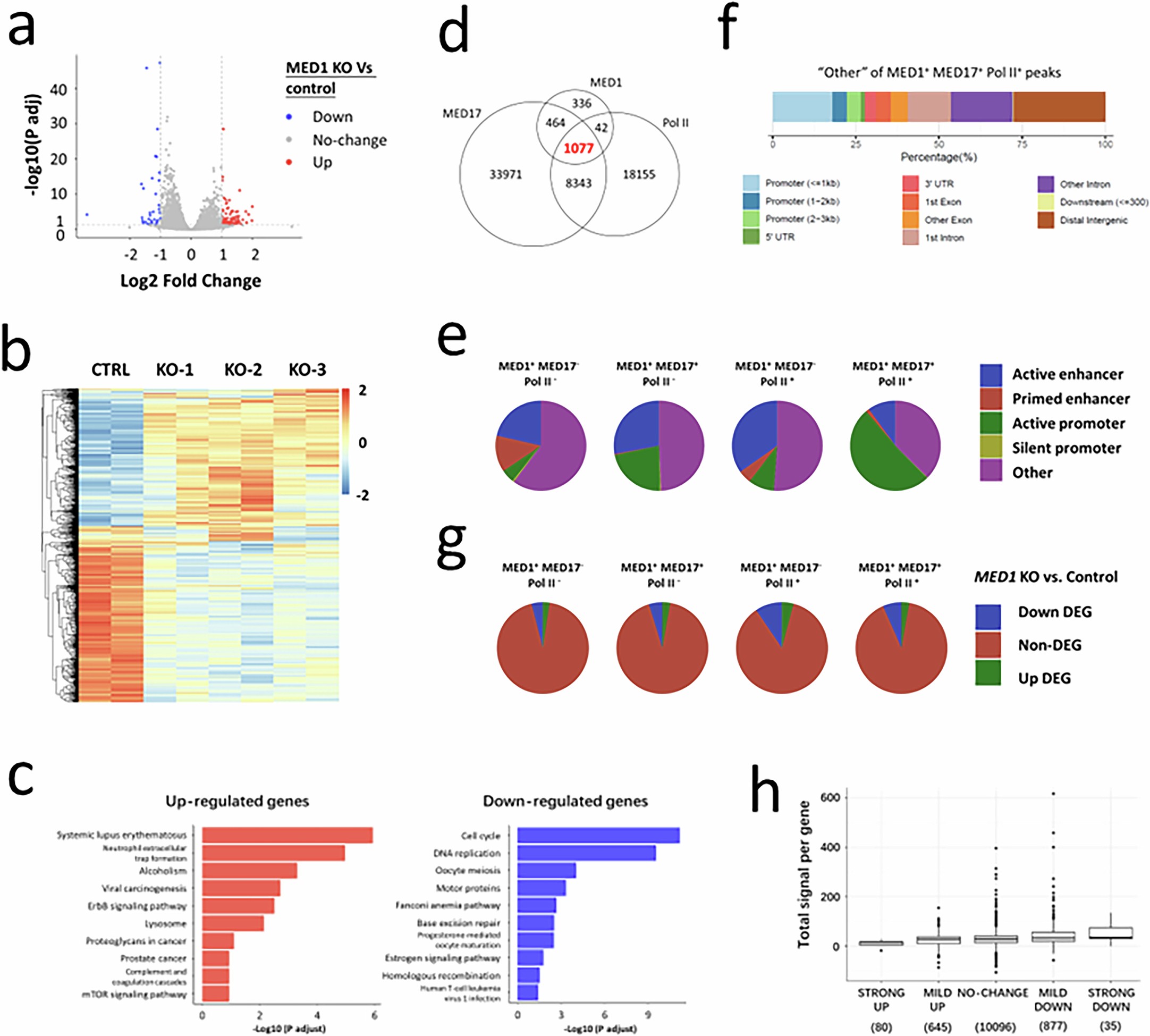 Extended Data Fig. 2: Genomic analyses of gene regulation by MED1 in ER+ breast cancer cells.