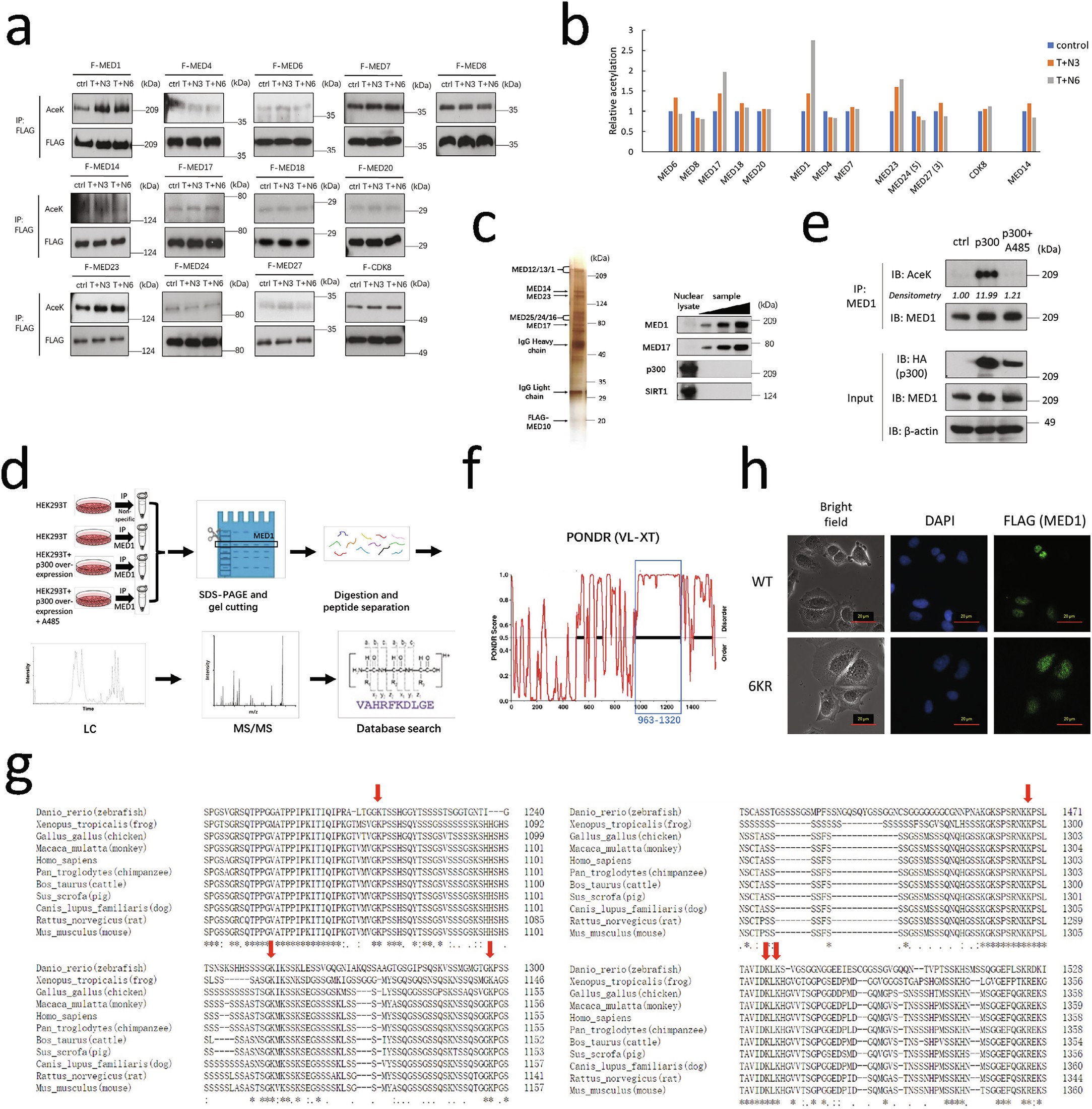 Extended Data Fig. 3: MED1 acetylation is regulated by p300/CBP and identification of acetylation sites in the MED1 IDR.