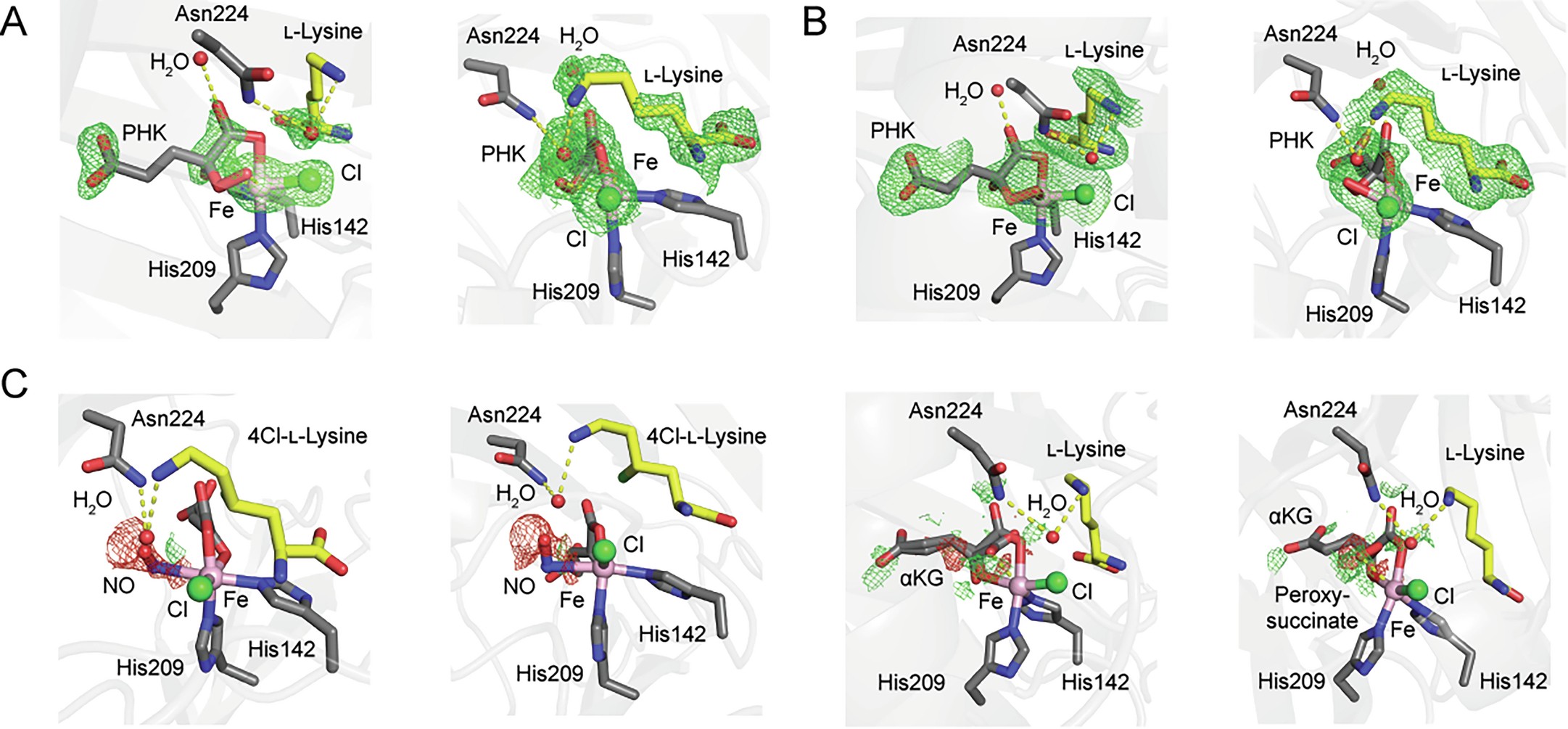 Extended Data Fig. 1: Crystal structure of HalA with the peroxyhemiketal intermediate bound.