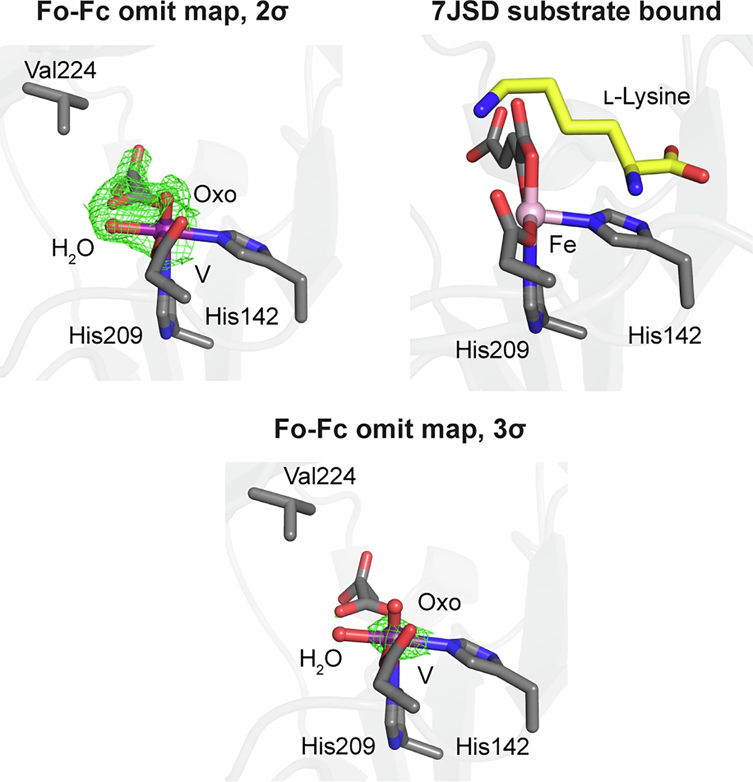 Extended Data Fig. 3: Crystal structure of Hydrox with VIV-oxo bound.
