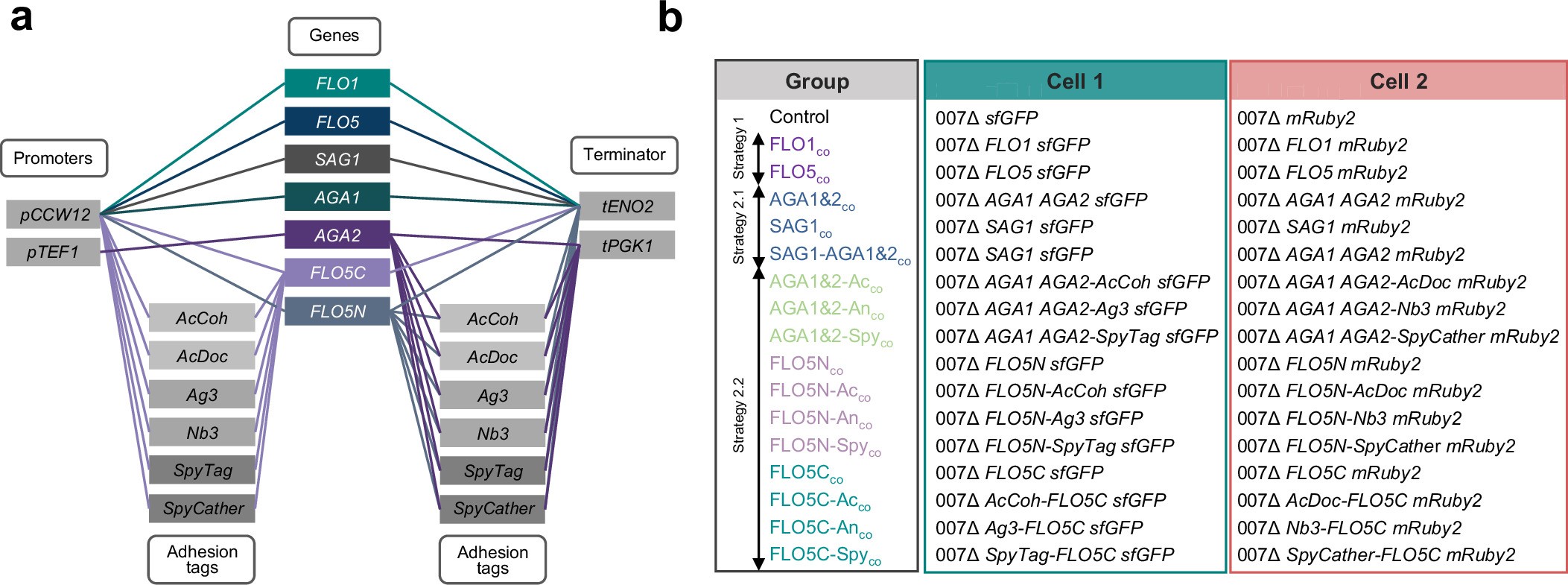 Extended Data Fig. 1: Construction of adhesion gene modules and genotypic design of surface display strains.