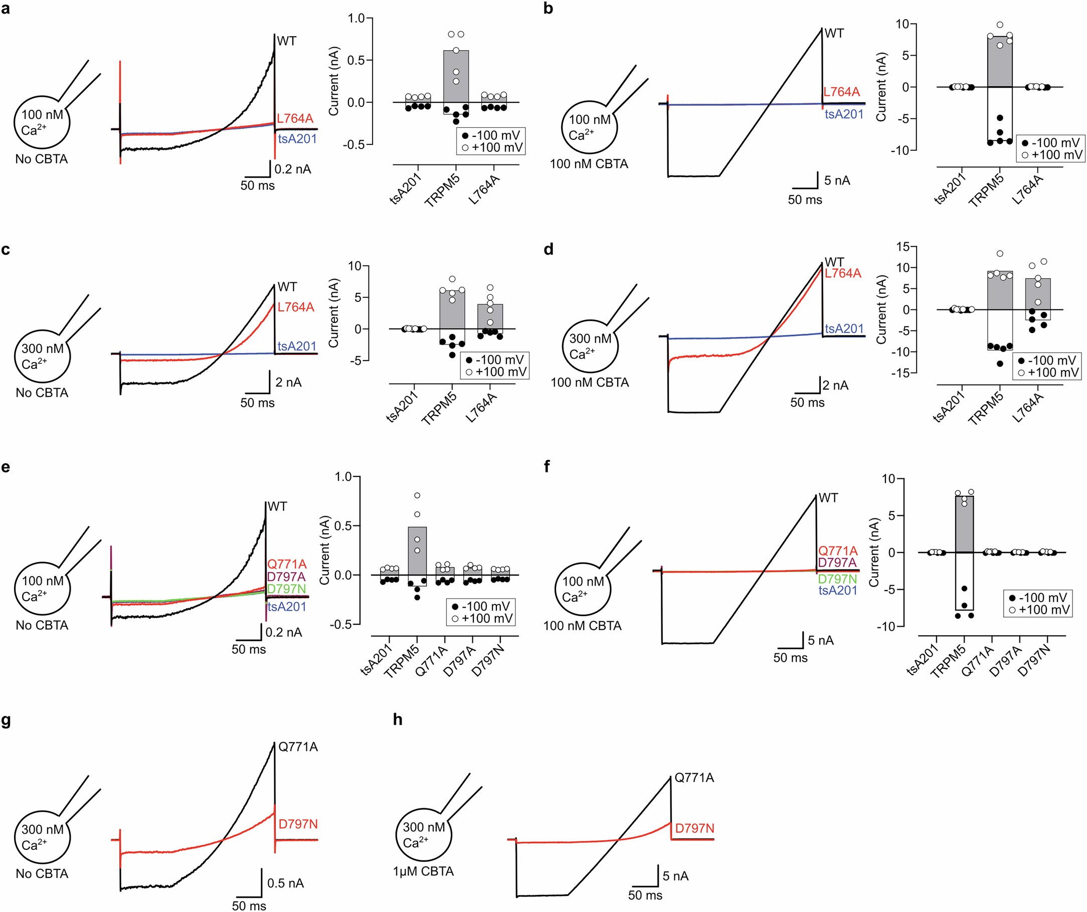 Extended Data Fig. 4: Representative whole-cell current of CBTA/CaTMD binding site mutants.