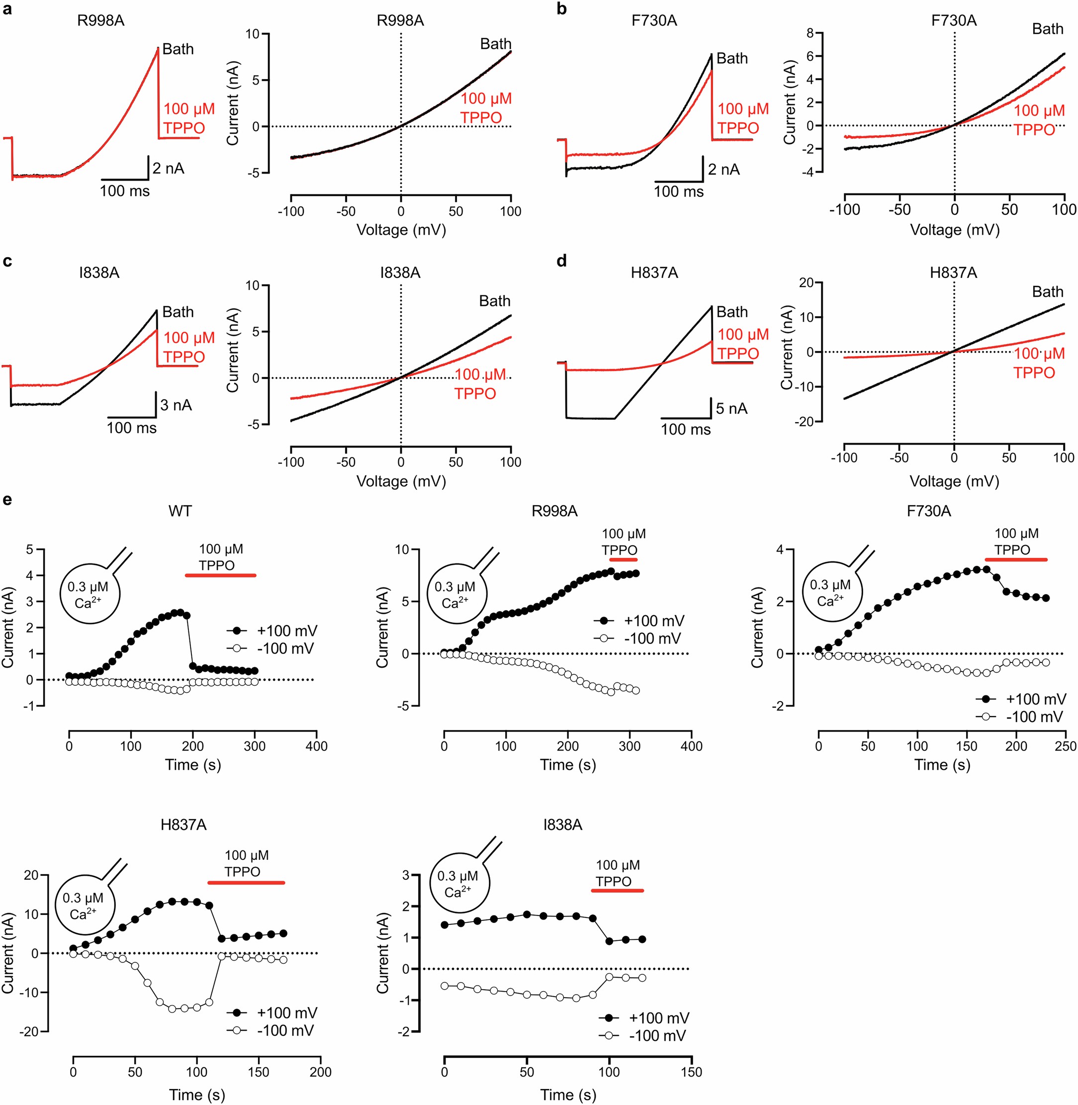 Extended Data Fig. 5: Representative whole-cell current recordings and I–V relationships of WT TRPM5 and mutants of the TPPO binding site in response to extracellular 100 μM TPPO.