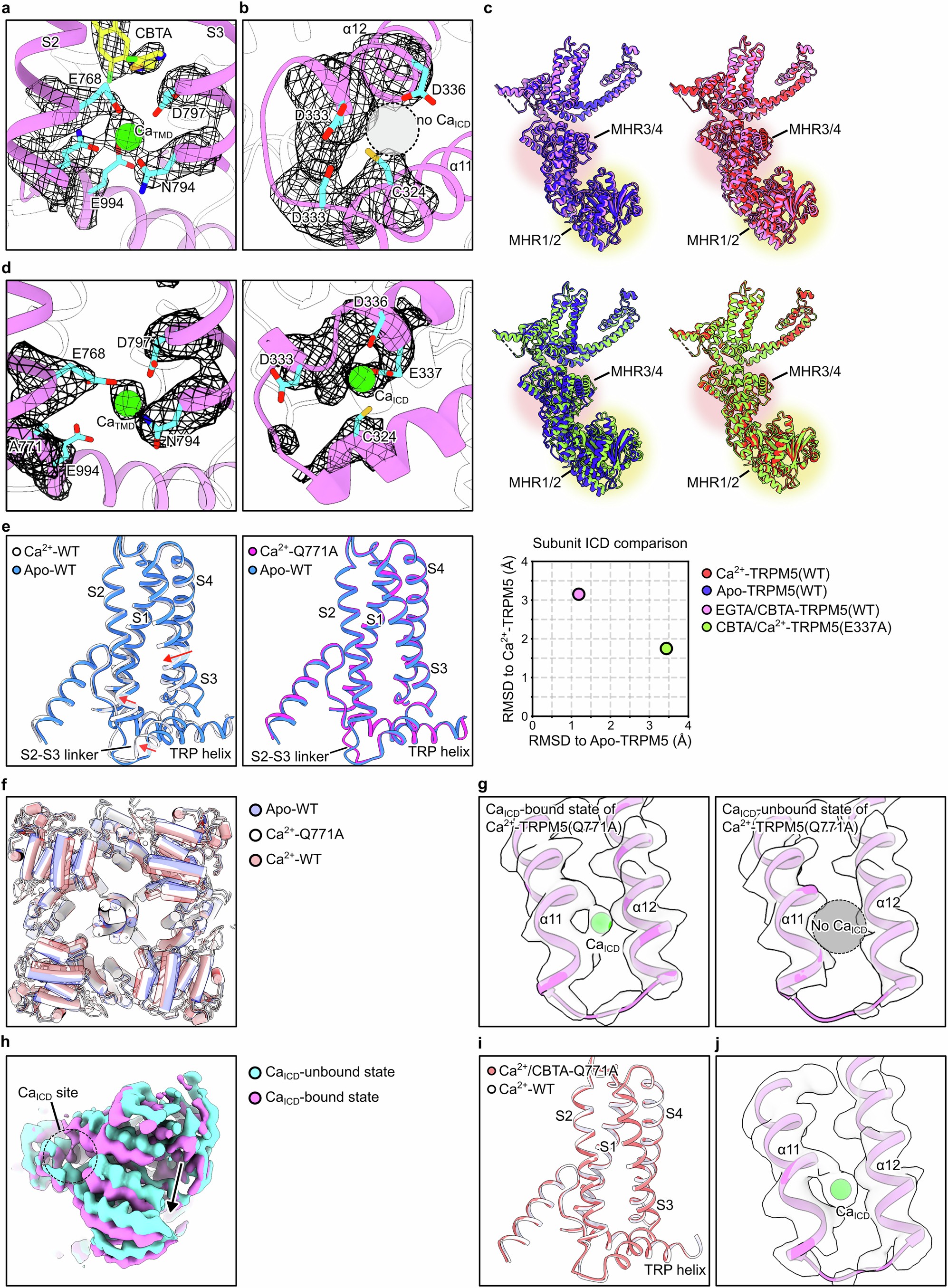 Extended Data Fig. 7: TMD-ICD coupling in TRPM5.
