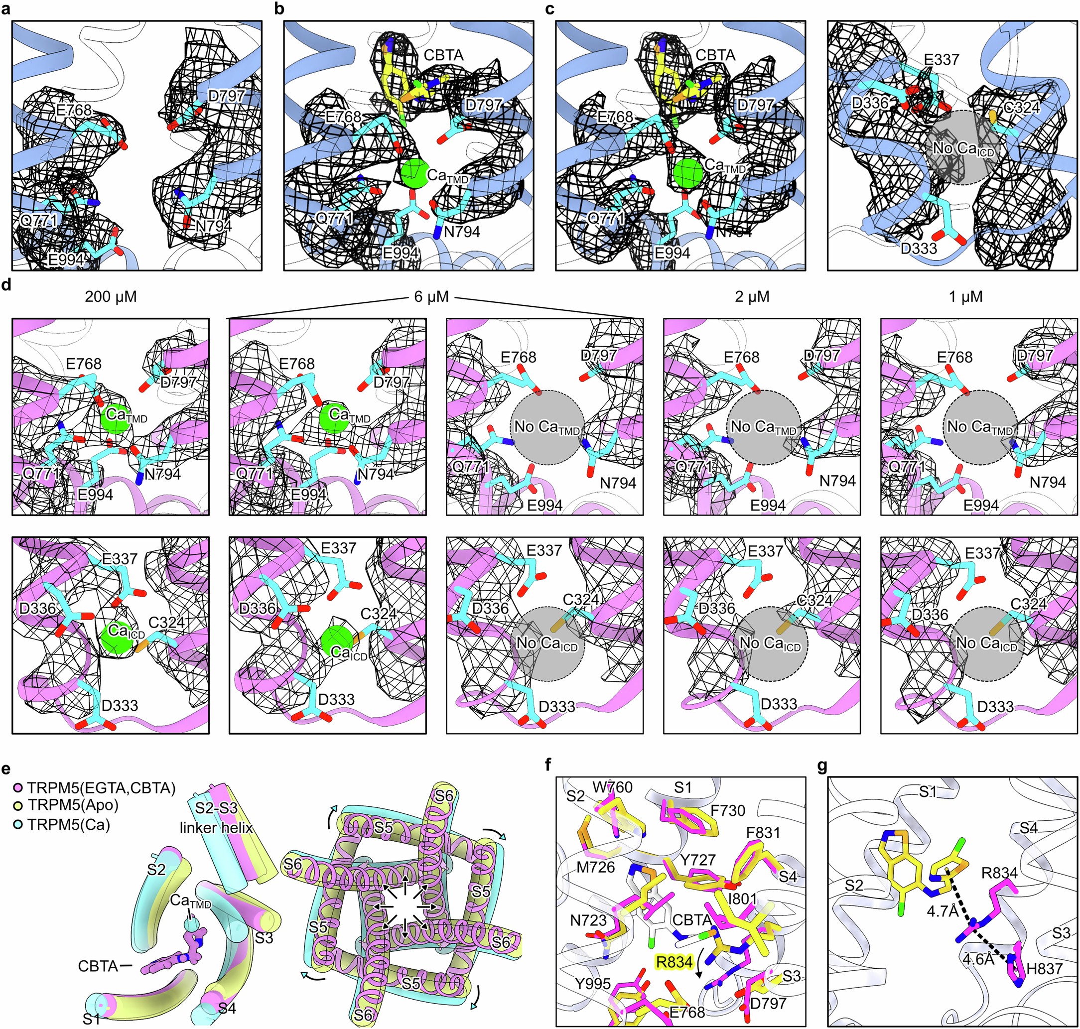 Extended Data Fig. 3: Structural analysis of TRPM5 with agonists calcium and CBTA.