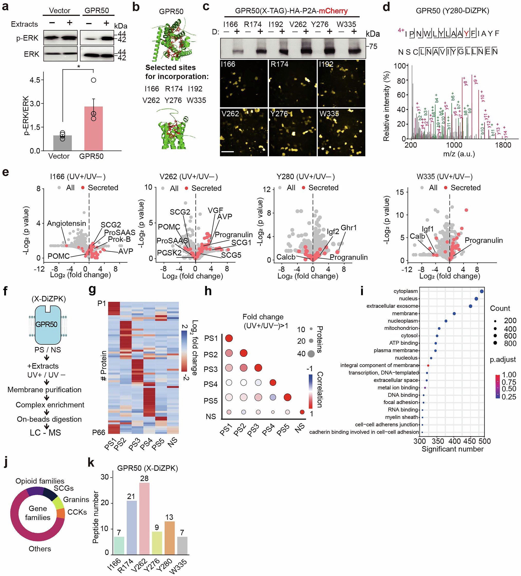 Extended Data Fig. 4: Identification of L-LEN from brain extracts as the endogenous ligand of GPR50.