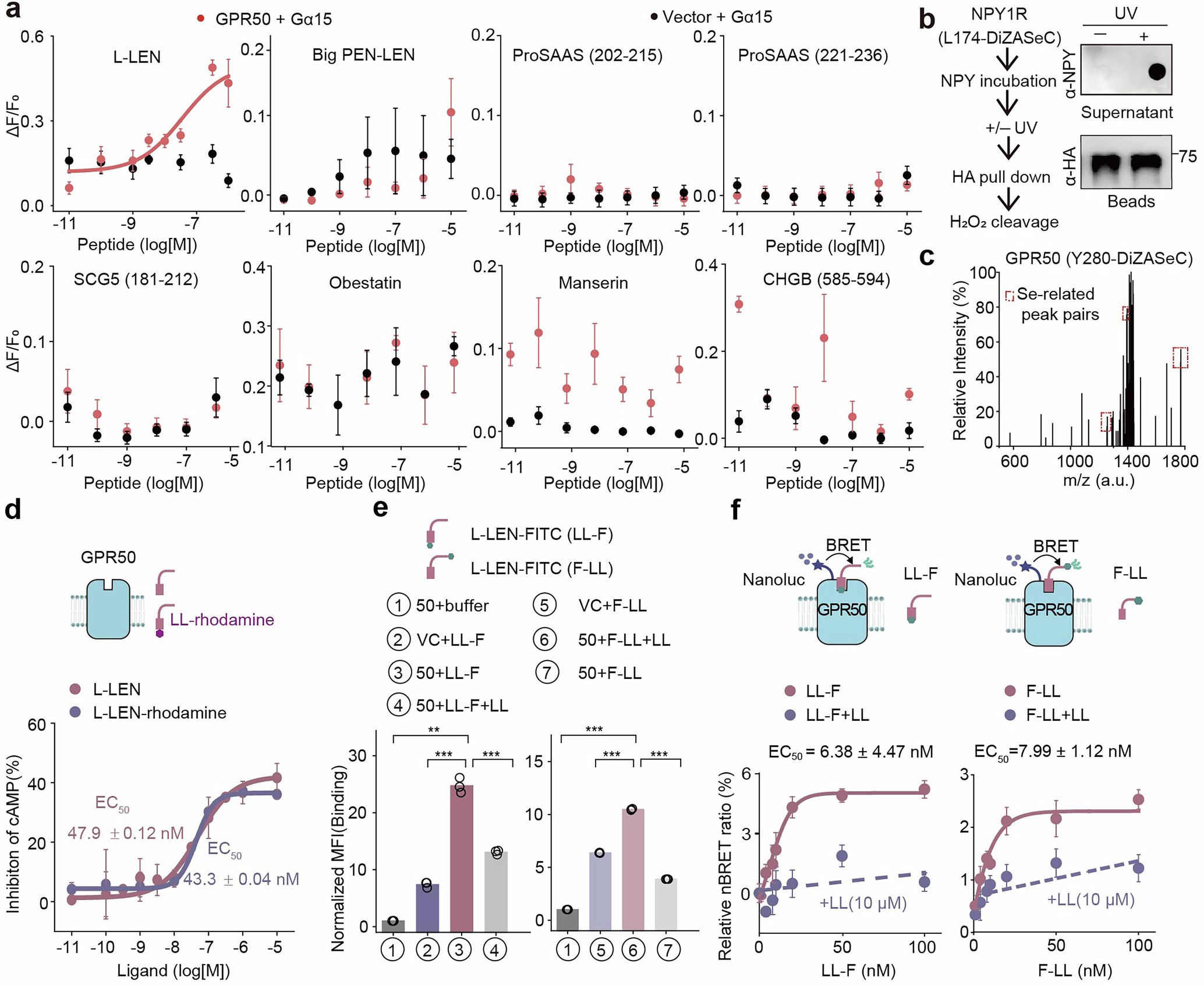 Extended Data Fig. 5: The activation and binding of GPR50 by L-LEN.
