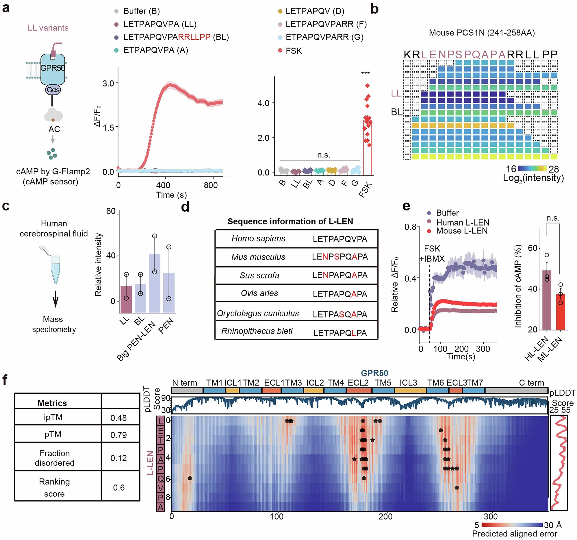 Extended Data Fig. 7: The activation of cellular signaling by L-LEN and GPR50 and the functional conservation of L-LEN across species.