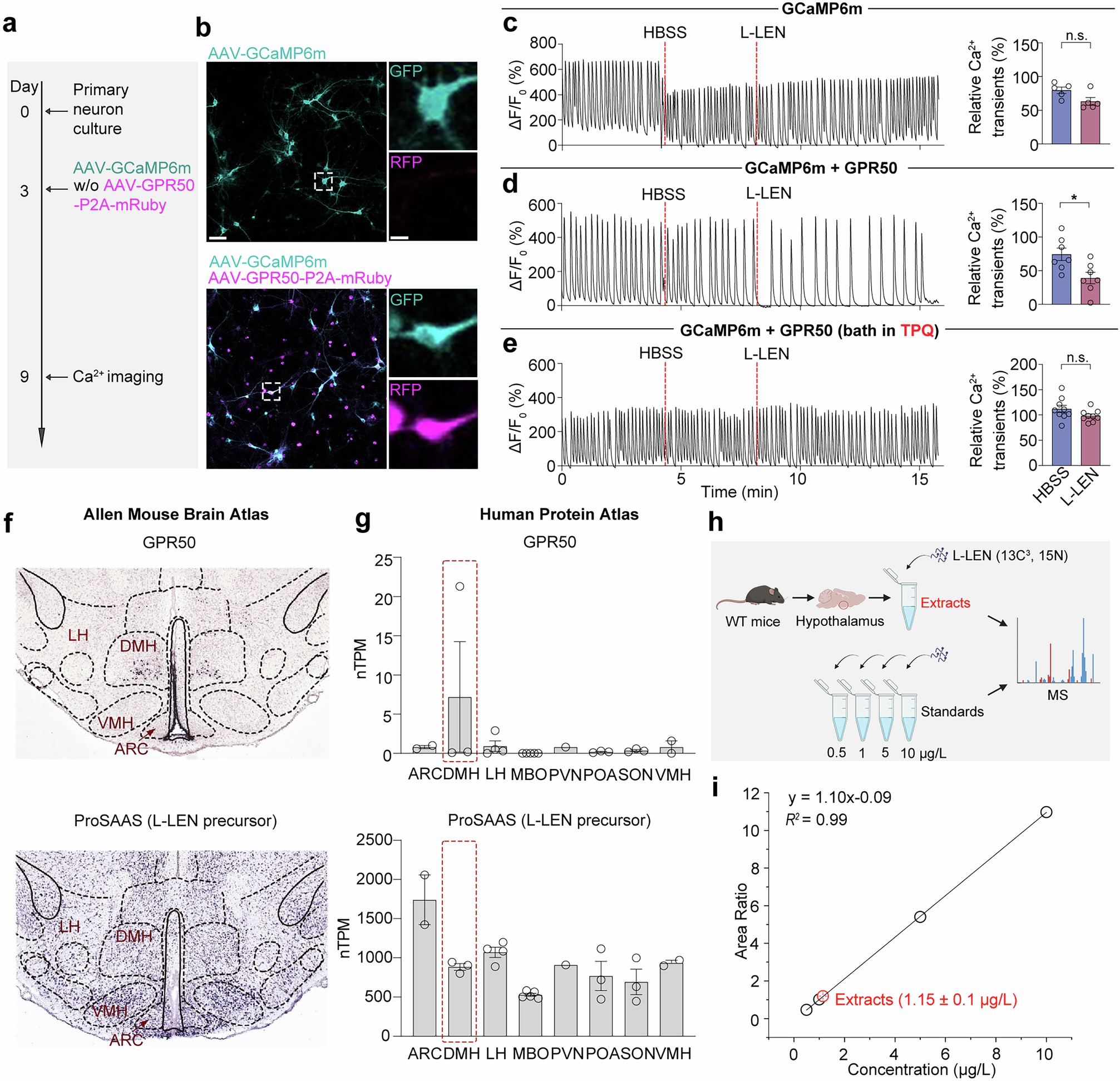 Extended Data Fig. 8: Activity coupling and expression profiling of L-LEN and GPR50.
