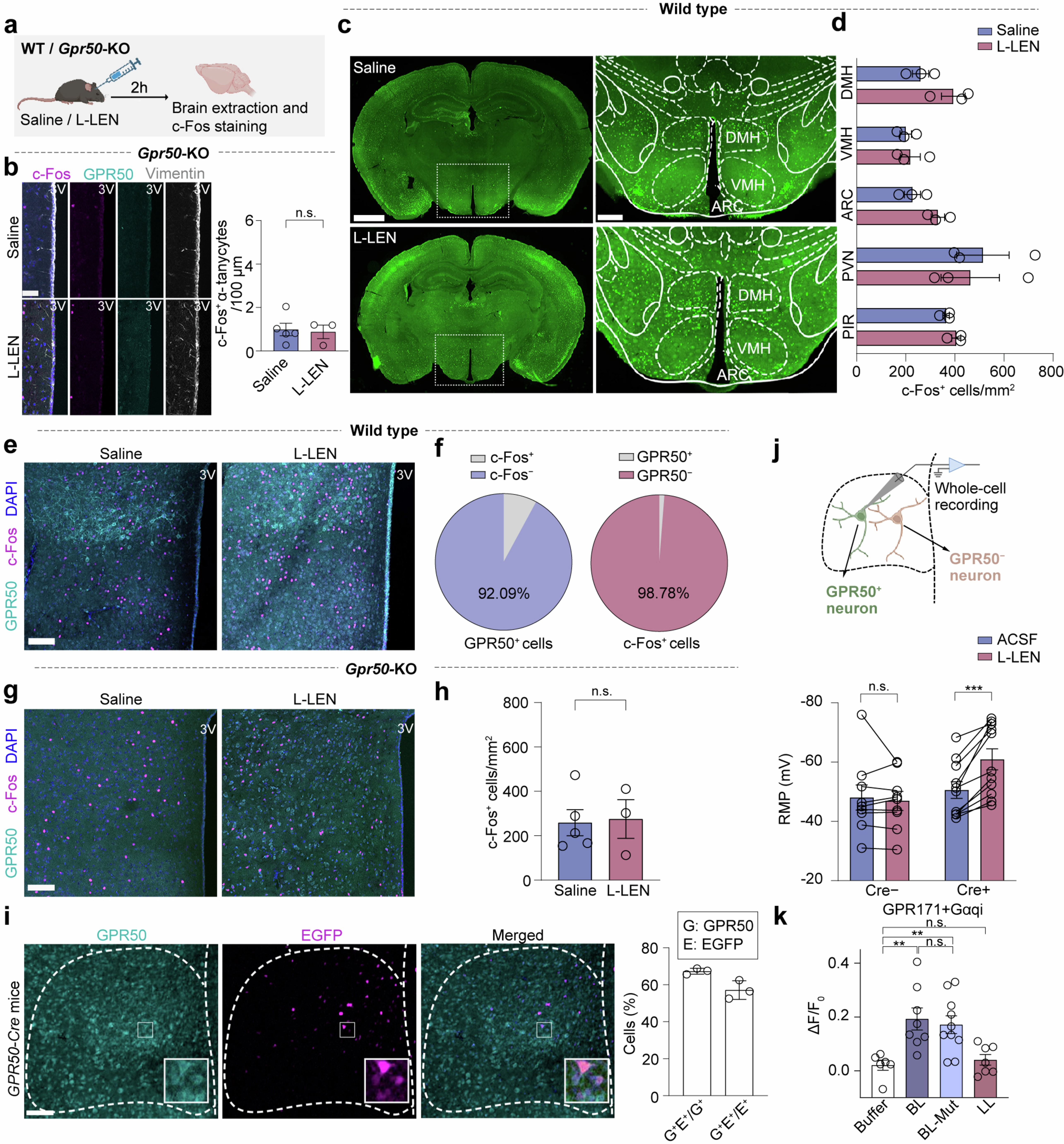 Extended Data Fig. 9: The modulatory effect of L-LEN in vivo on hypothalamic tanycytes and neural activities.