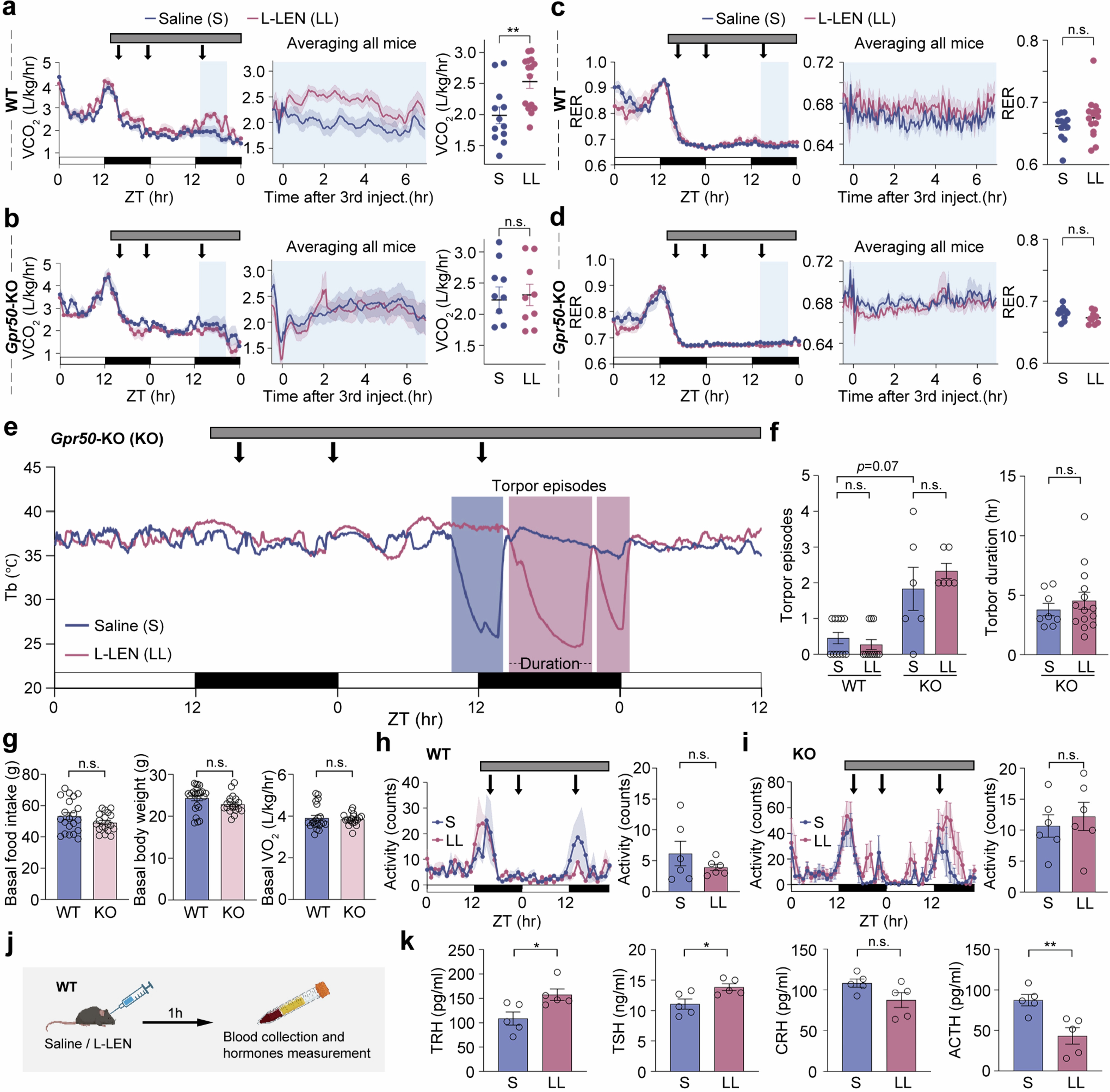 Extended Data Fig. 10: Phenotypic characterization of L-LEN-GPR50 signaling in mice in vivo.