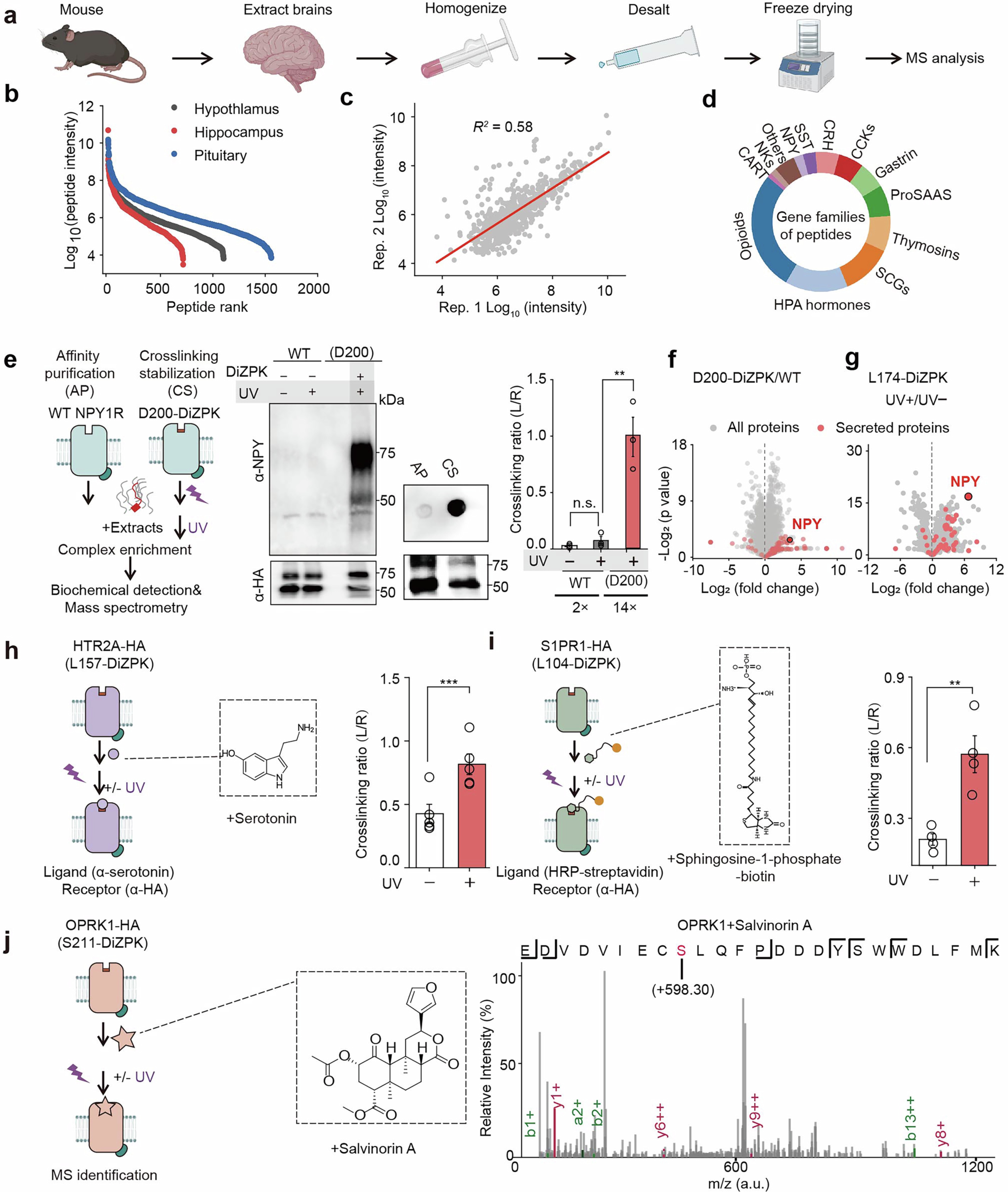 Extended Data Fig. 3: The general applicability of photocrosslinking system to diverse ligand types.