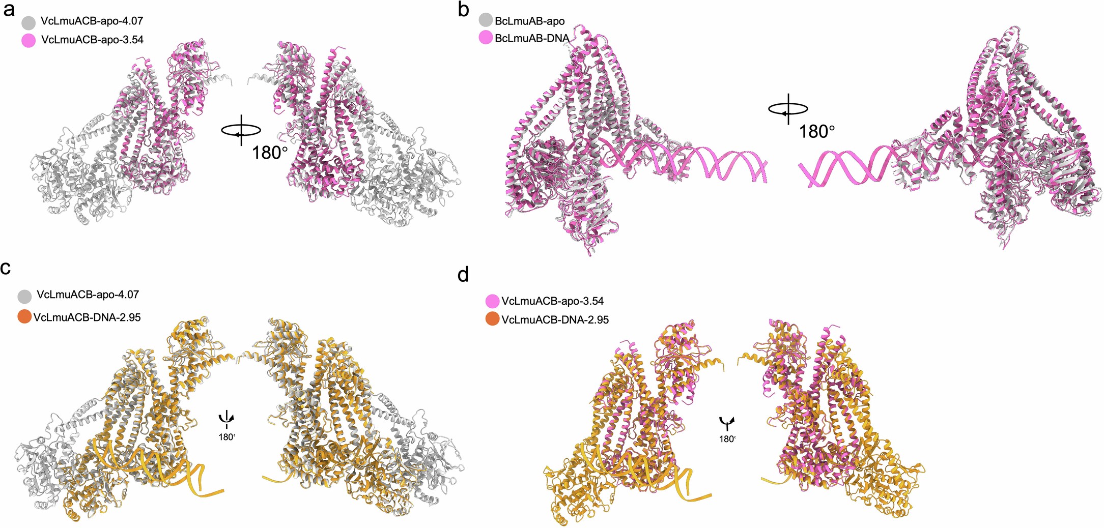 Extended Data Fig. 6: Structural alignment between different states of BcLmuAB and VcLmuACB complexes.