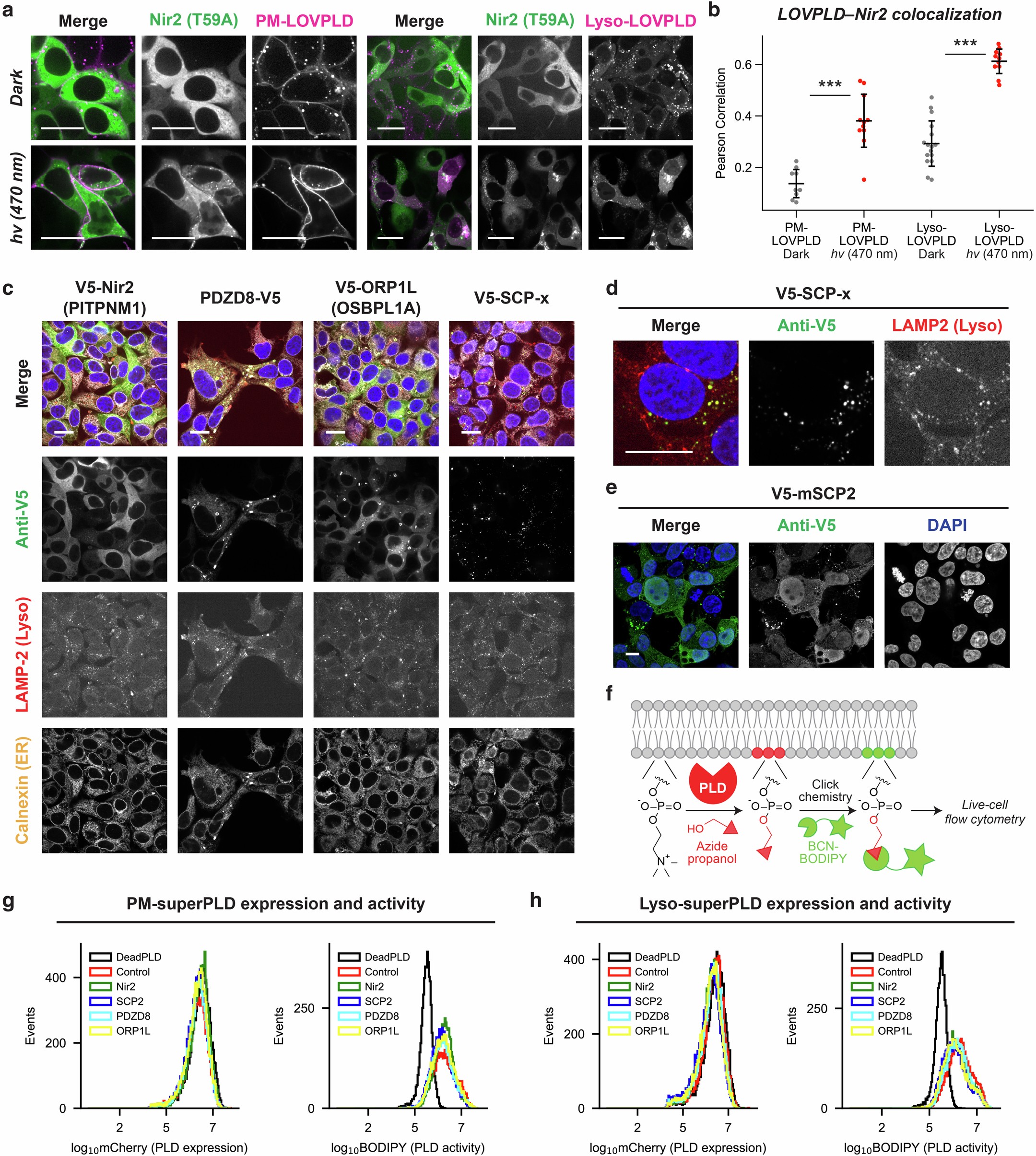 Extended Data Fig. 4: Stable expression of lipid transfer proteins in HEK 293T cells.