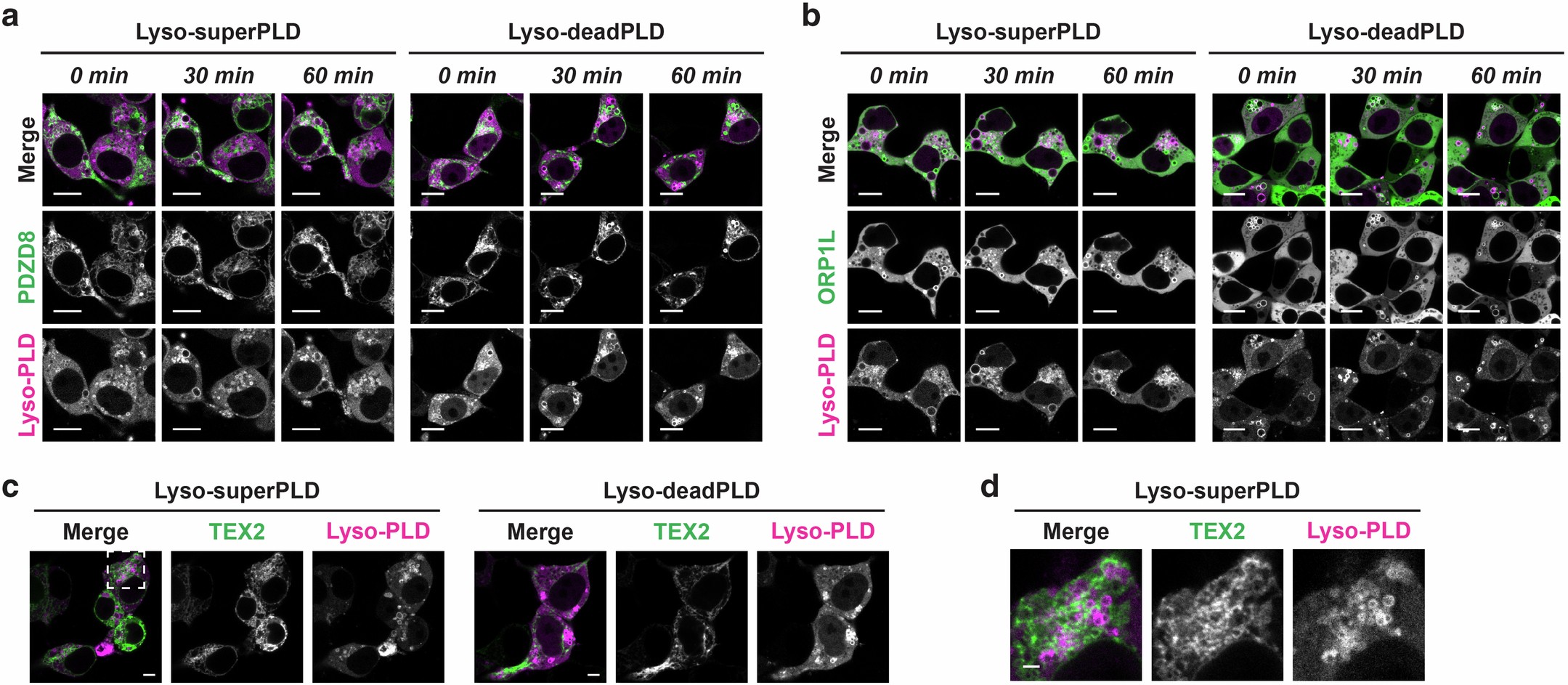Extended Data Fig. 6: PDZD8, ORP1L and TEX2 do not exhibit dynamic recruitment to PA-enriched membranes.