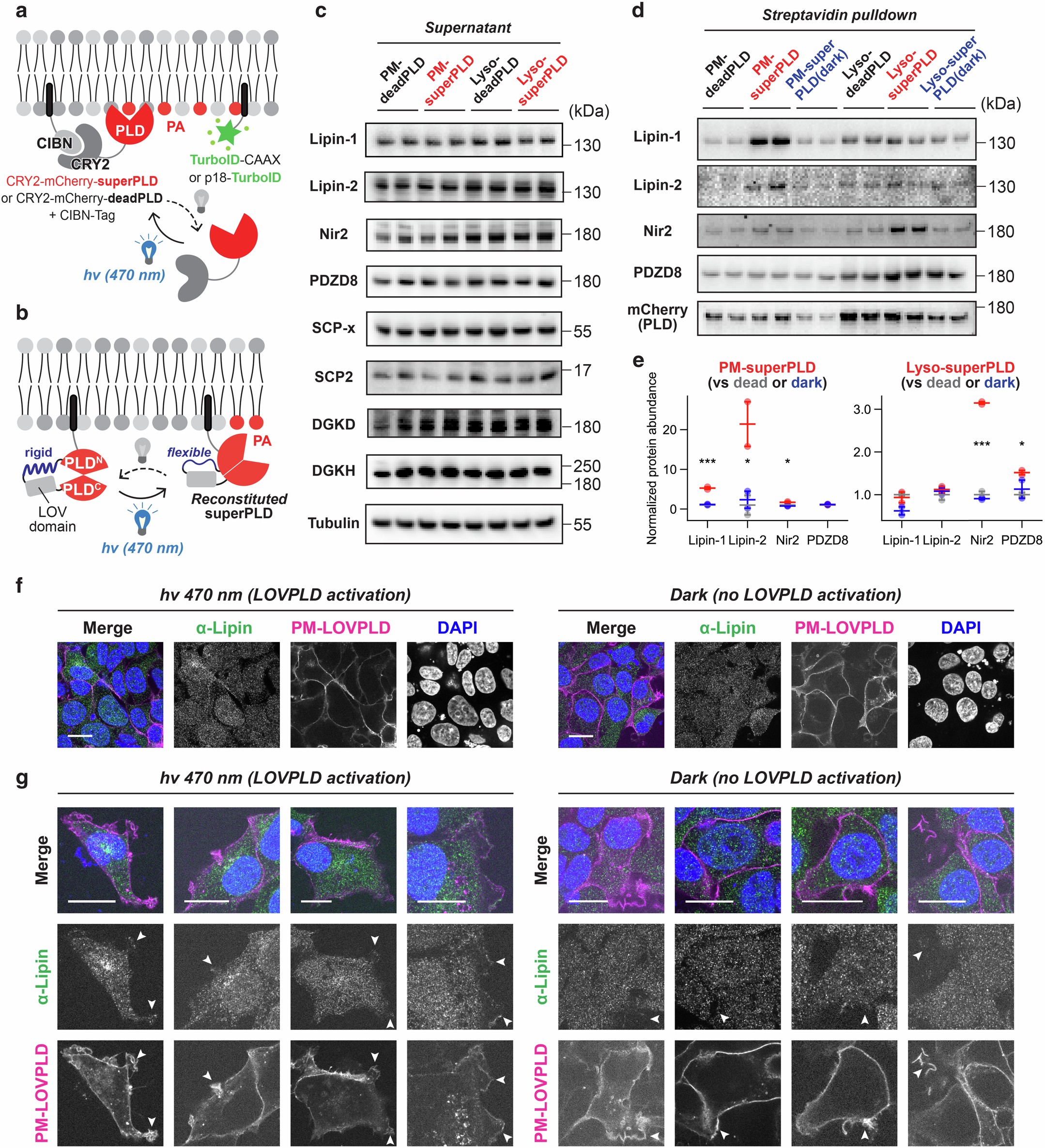 Extended Data Fig. 1: Validation of proteomics hits.