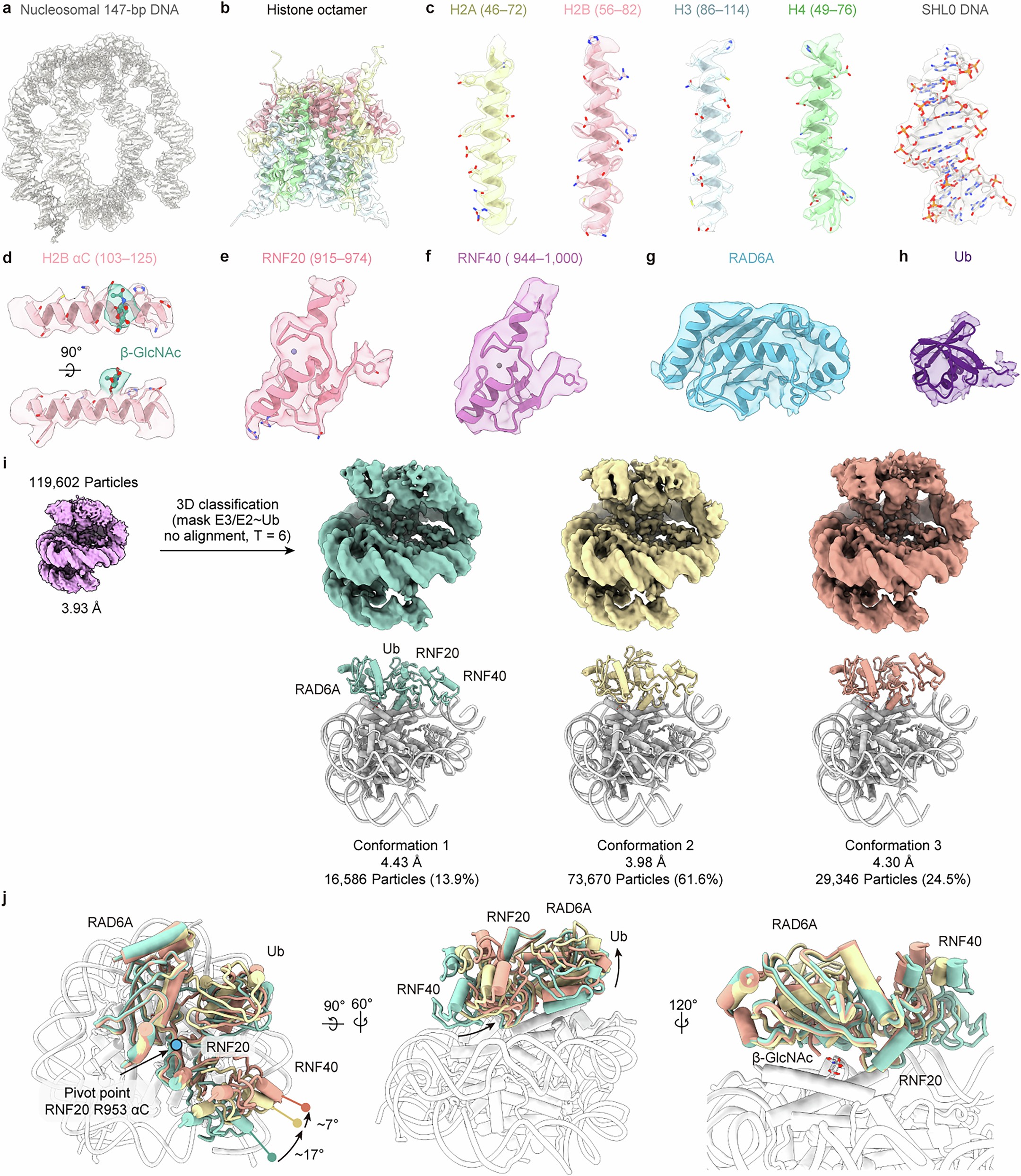 Extended Data Fig. 5: Sample cryo-EM densities and conformational flexibility analysis.