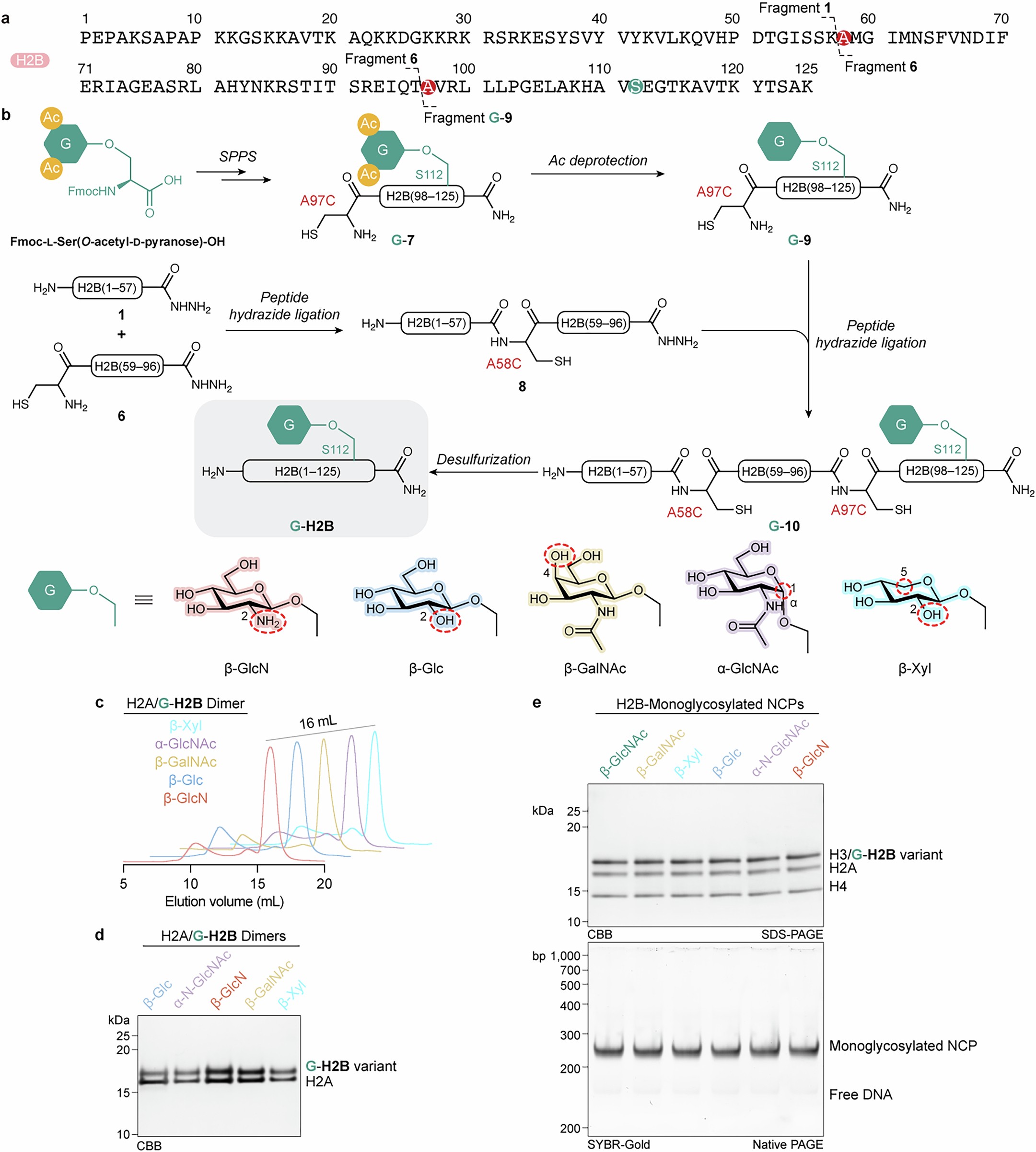 Extended Data Fig. 7: Chemically synthesized monoglycosylated H2B variants were incorporated into nucleosomes.