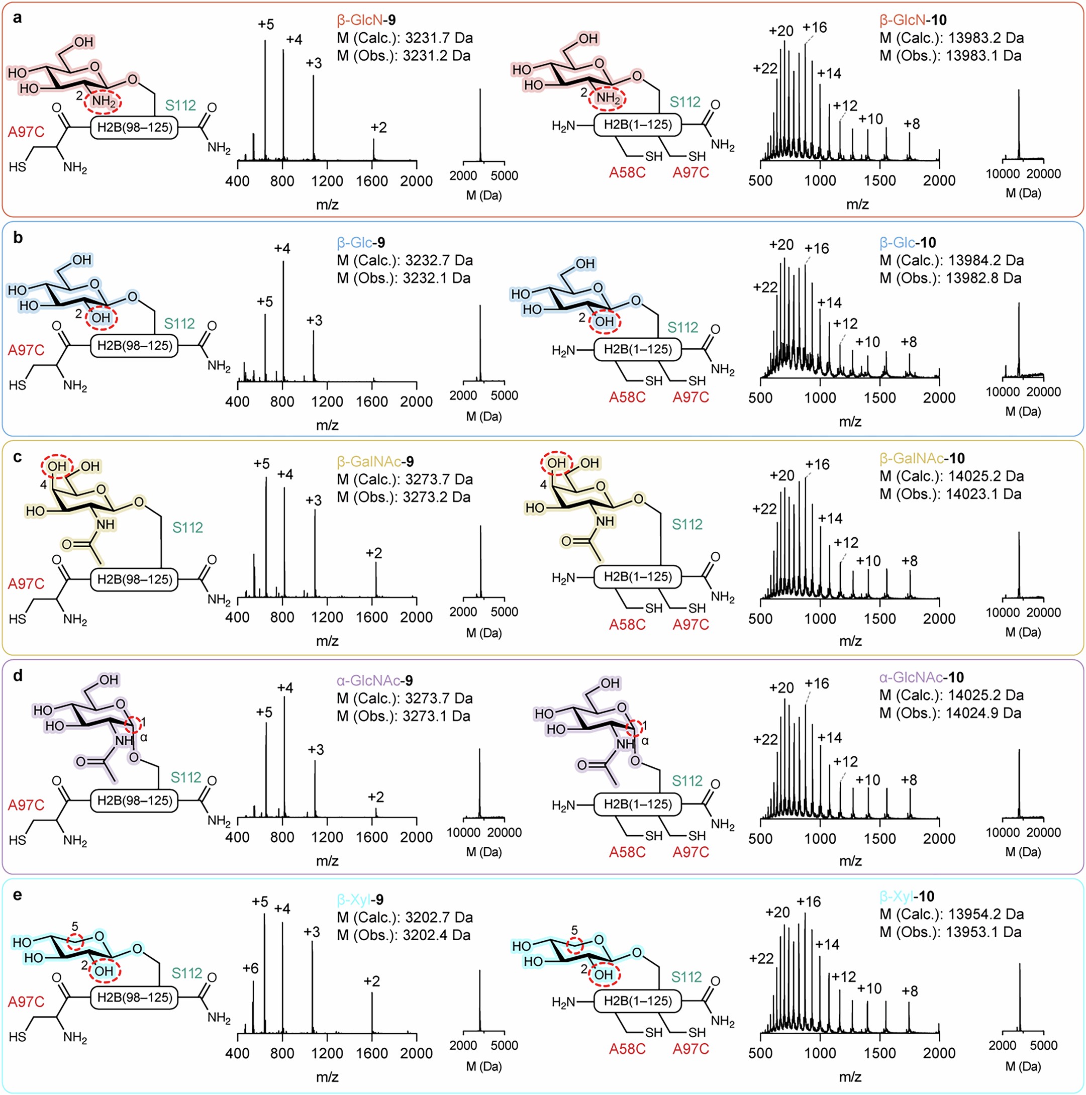 Extended Data Fig. 8: Mass spectrometries of monoglycosylated H2B synthetic intermediates.