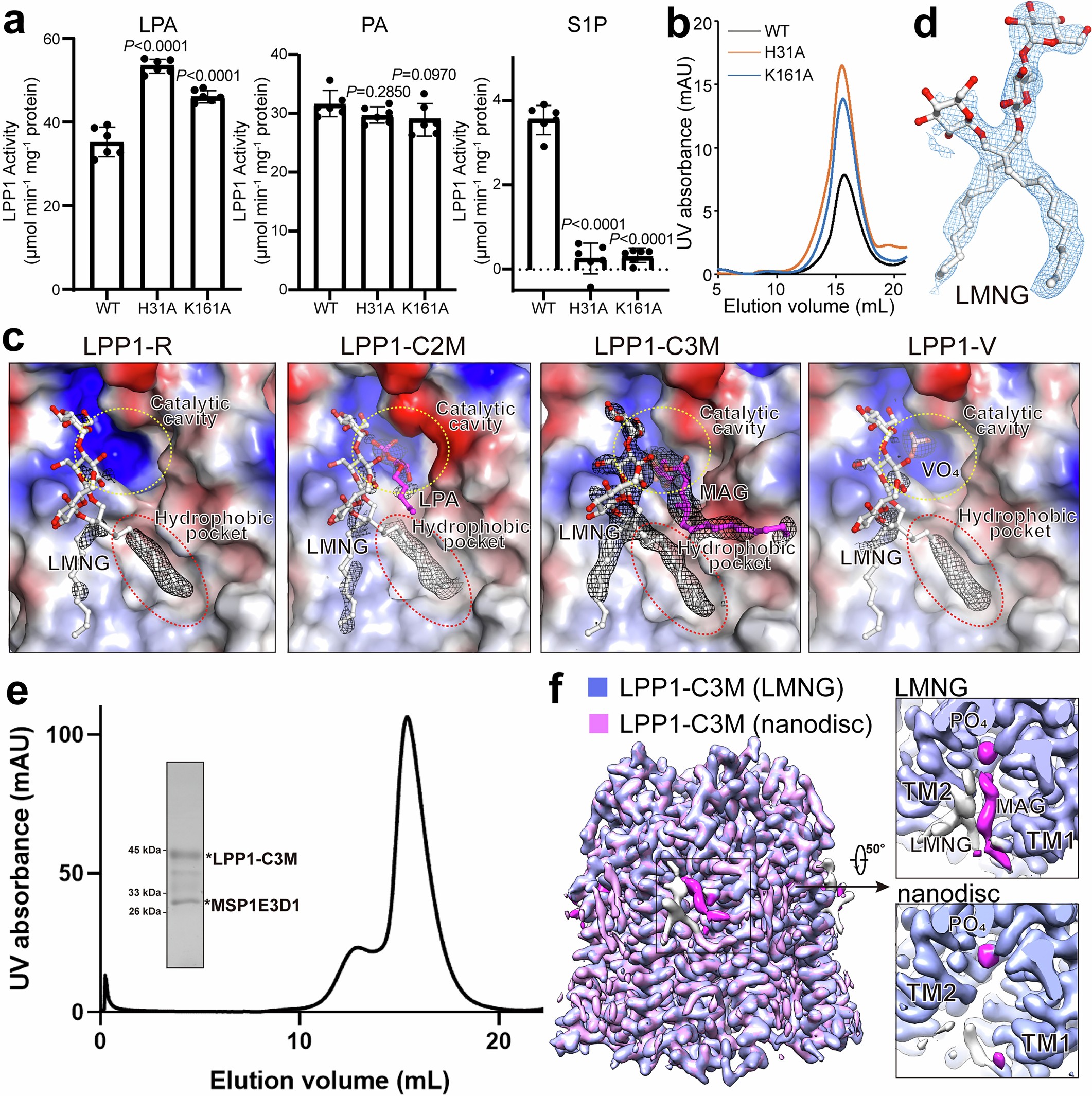 Extended Data Fig. 6: LMNG-like densities in the hydrophobic pocket.