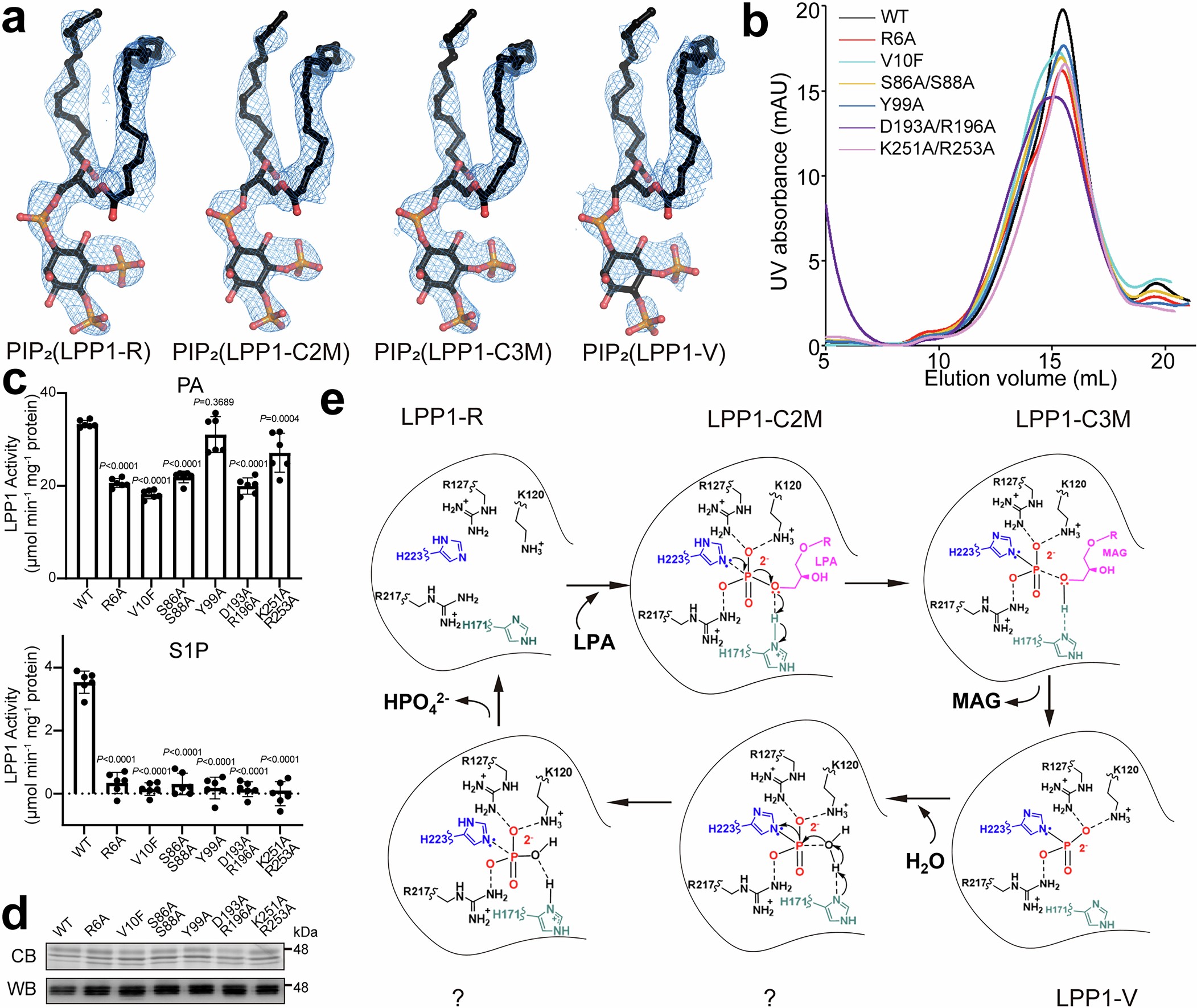 Extended Data Fig. 7: PIP2 binding is required for LPP1 function.