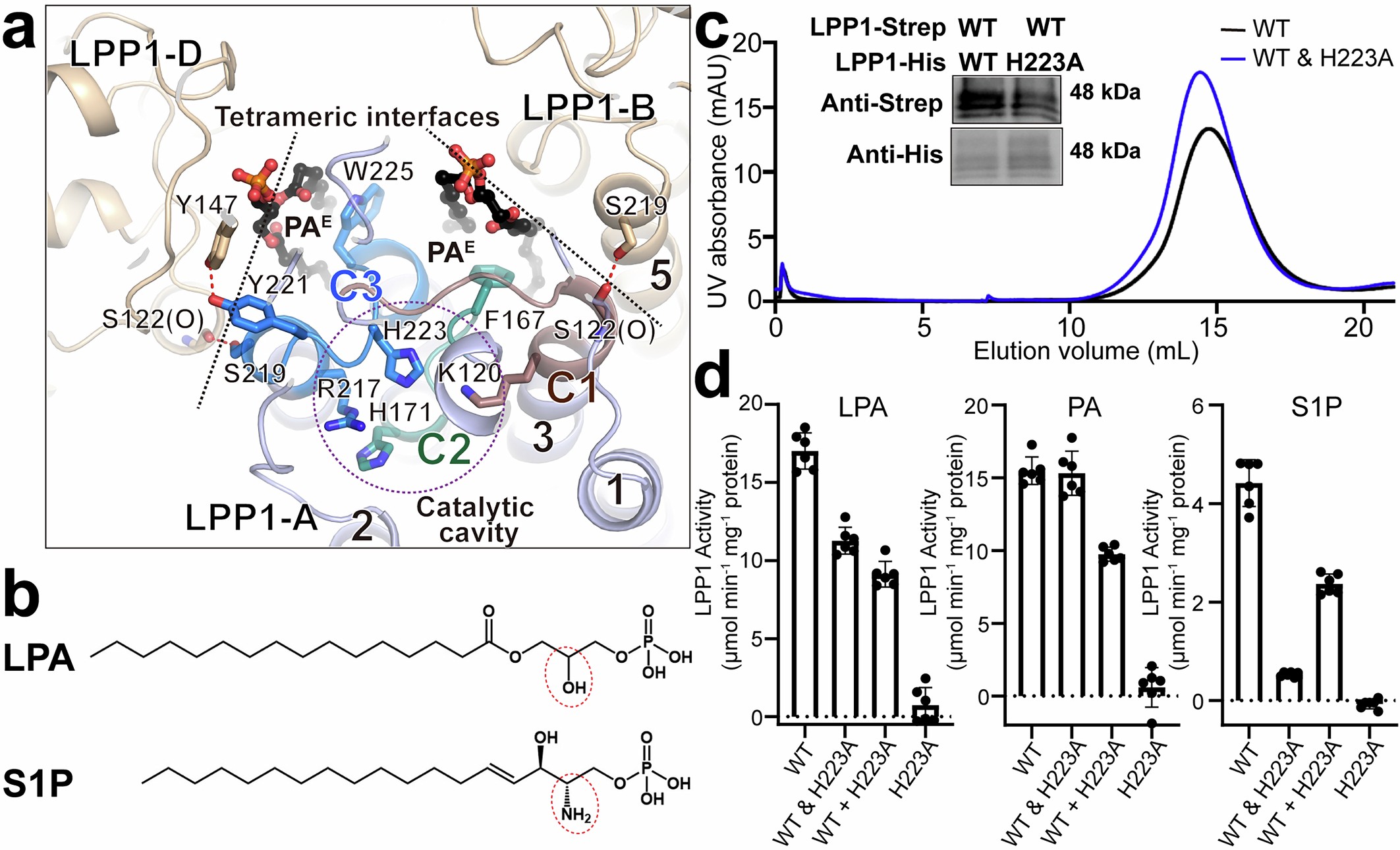 Extended Data Fig. 8: S1P hydrolysis is sensitive to interprotomer coupling.