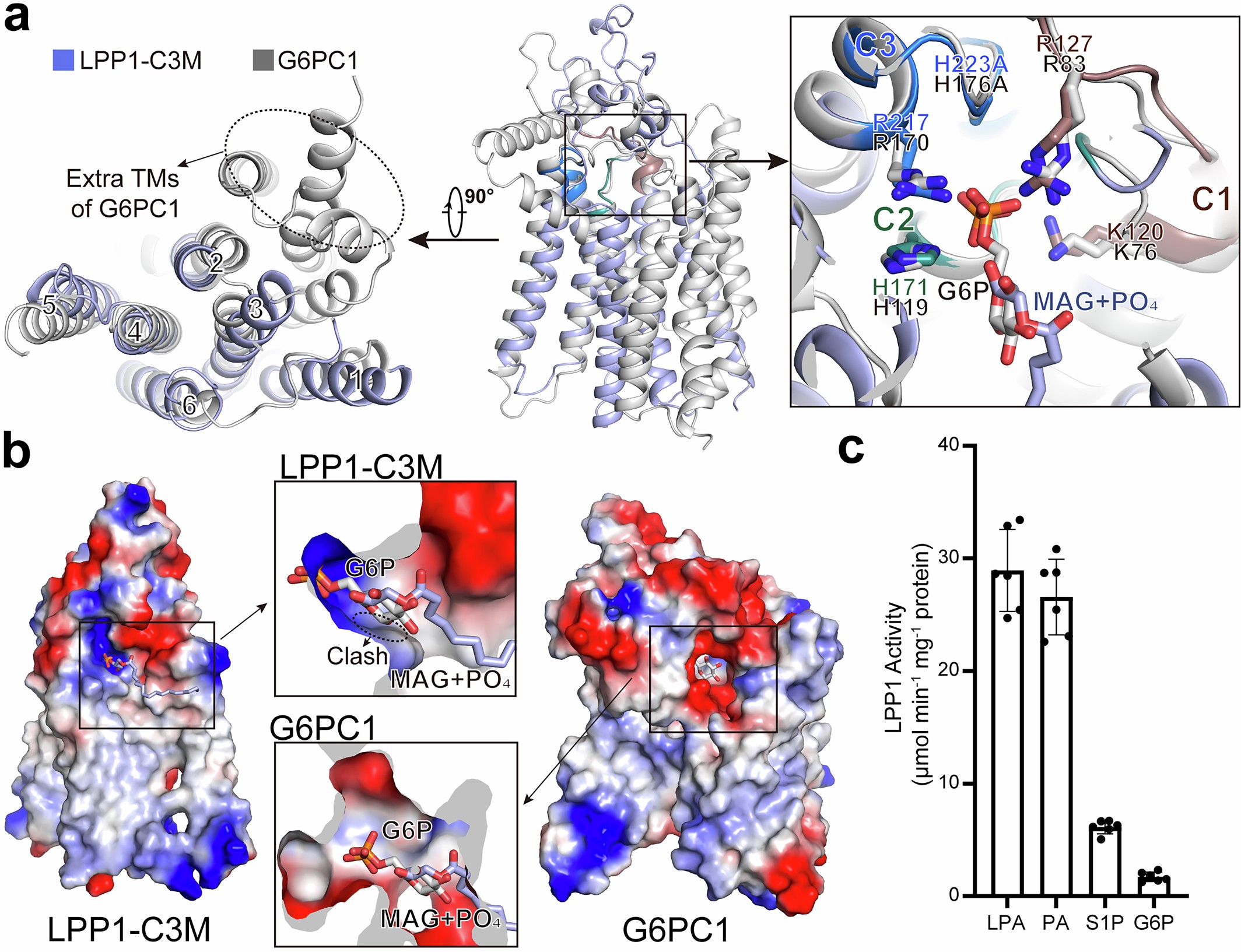 Extended Data Fig. 9: Structural comparison between LPP1-C3M and G6PC1.