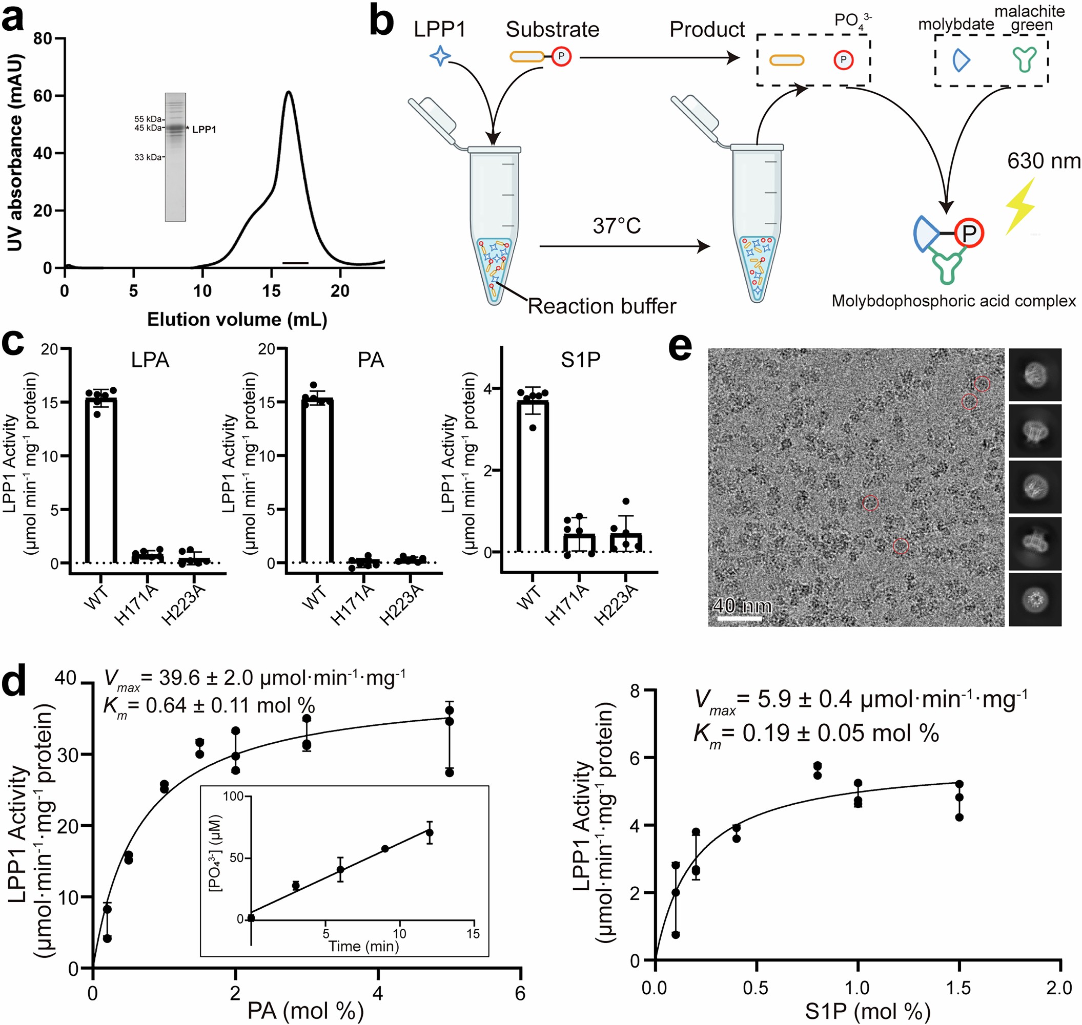 Extended Data Fig. 1: Purification and functional validation of human LPP1.