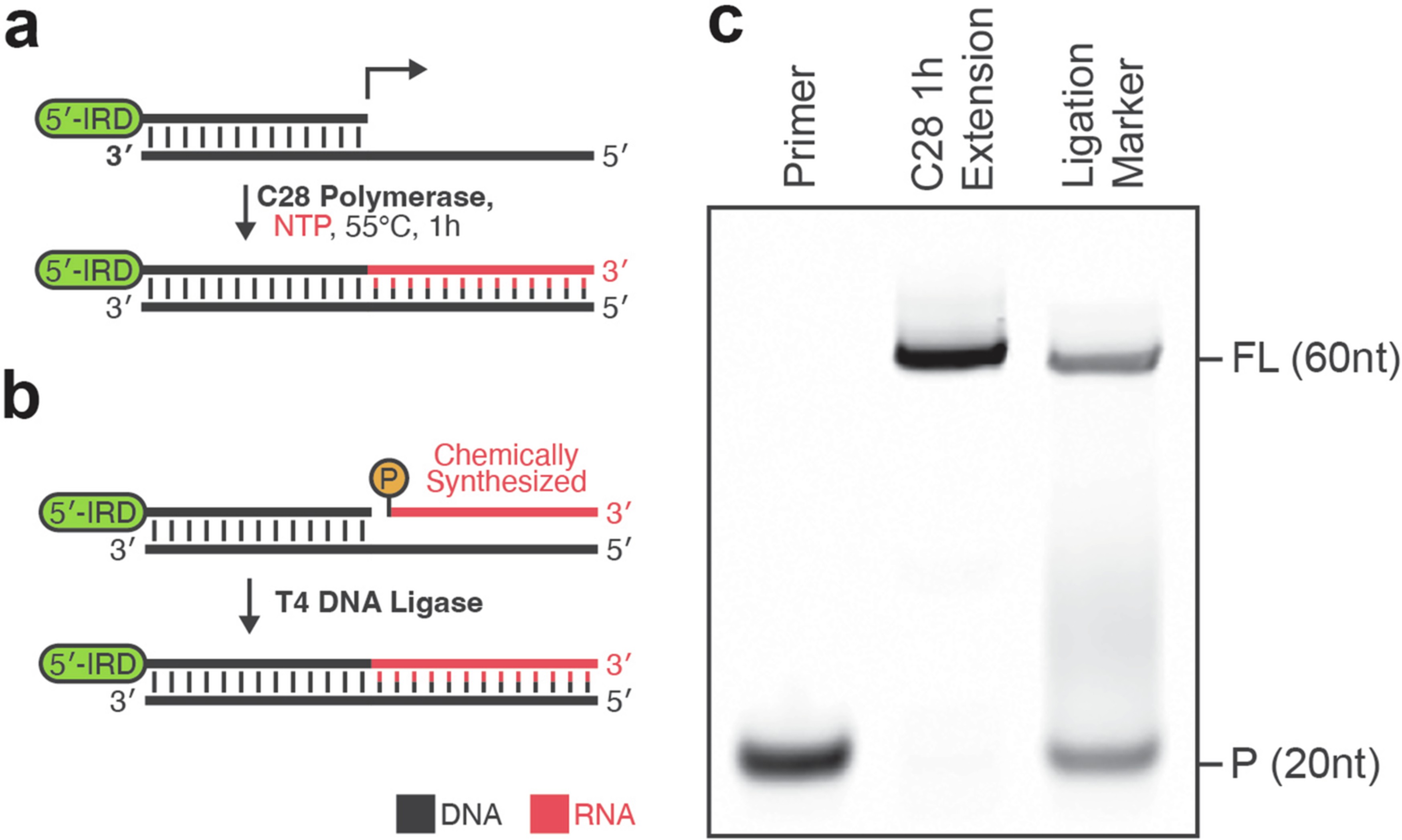Extended Data Fig. 2: C28 activity under fidelity assay conditions.