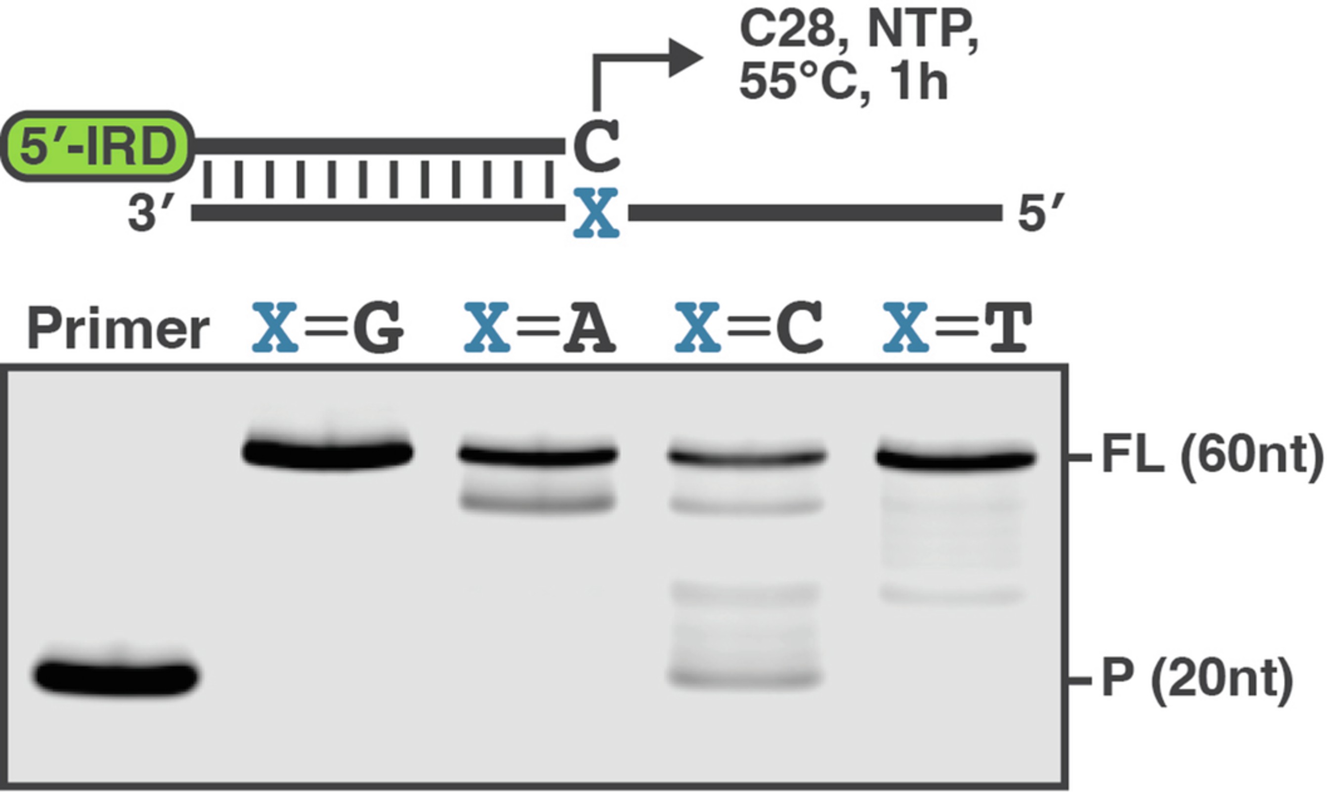 Extended Data Fig. 3: C28 extends primers despite template mismatches.
