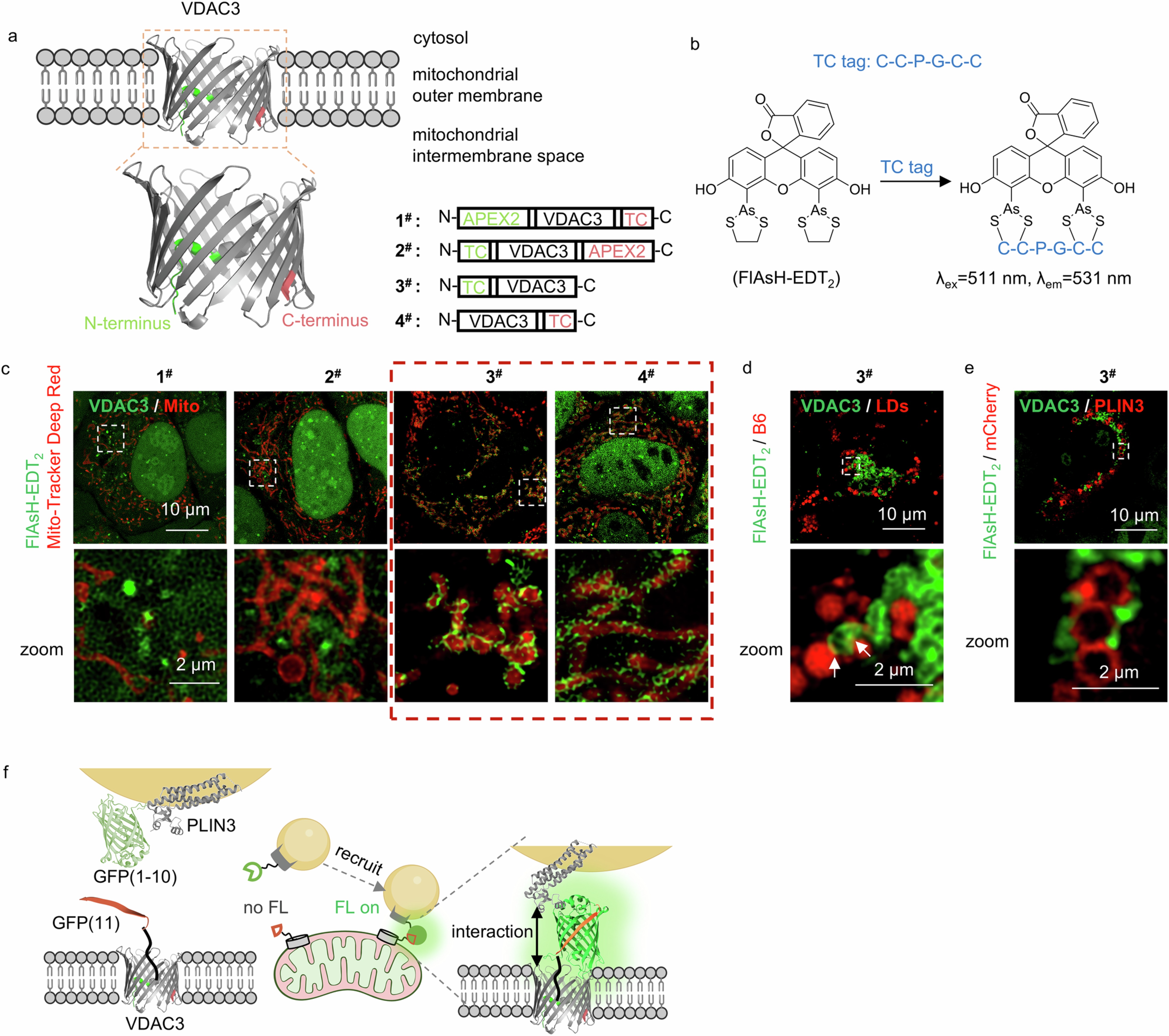 Extended Data Fig. 8: Mini-sized TC tagged VDAC3 ensures its localization on mitochondrial surface for imaging experiments.