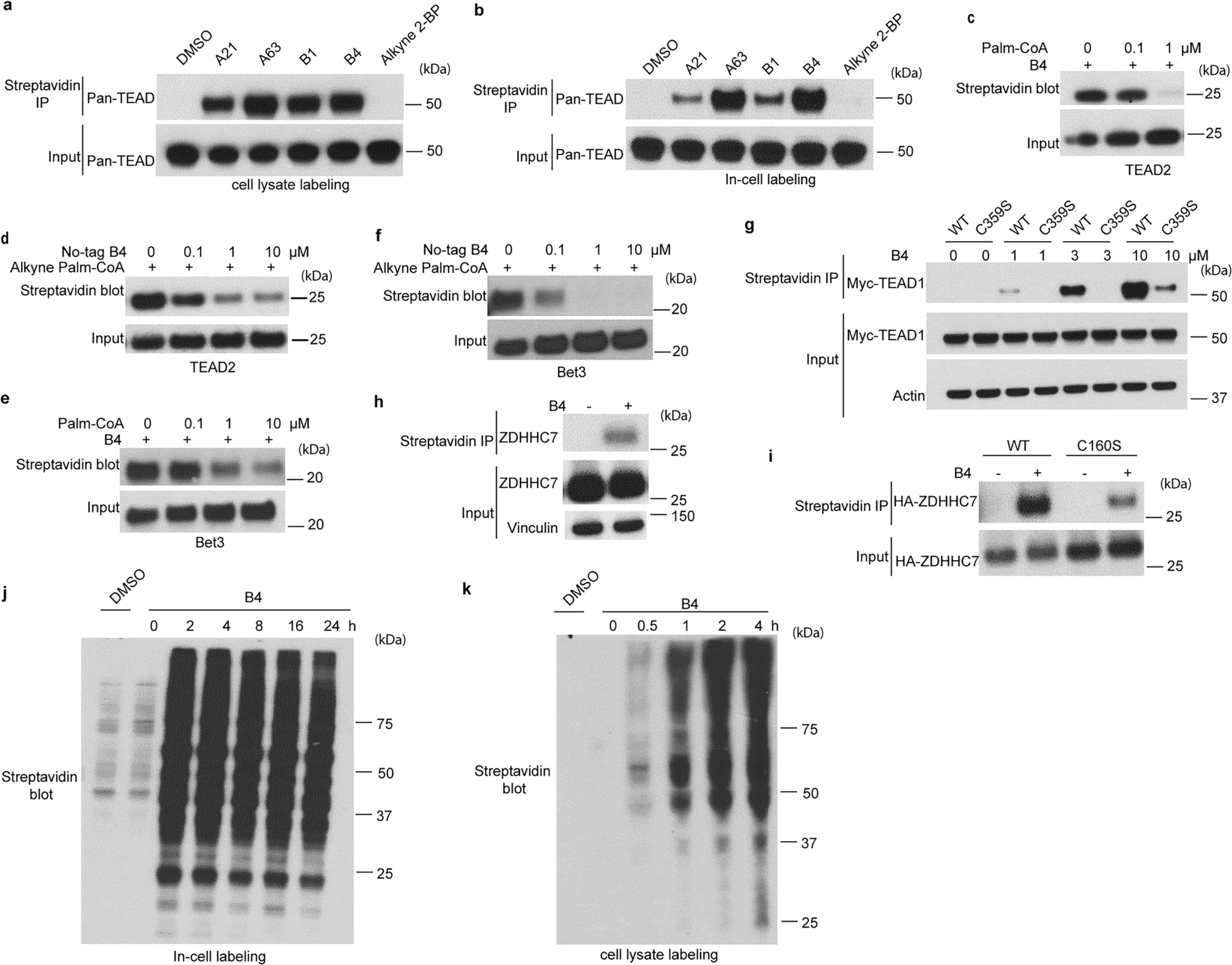 Extended Data Fig. 1: B4 is an activity-based probe for the autopalmitoylated proteome.