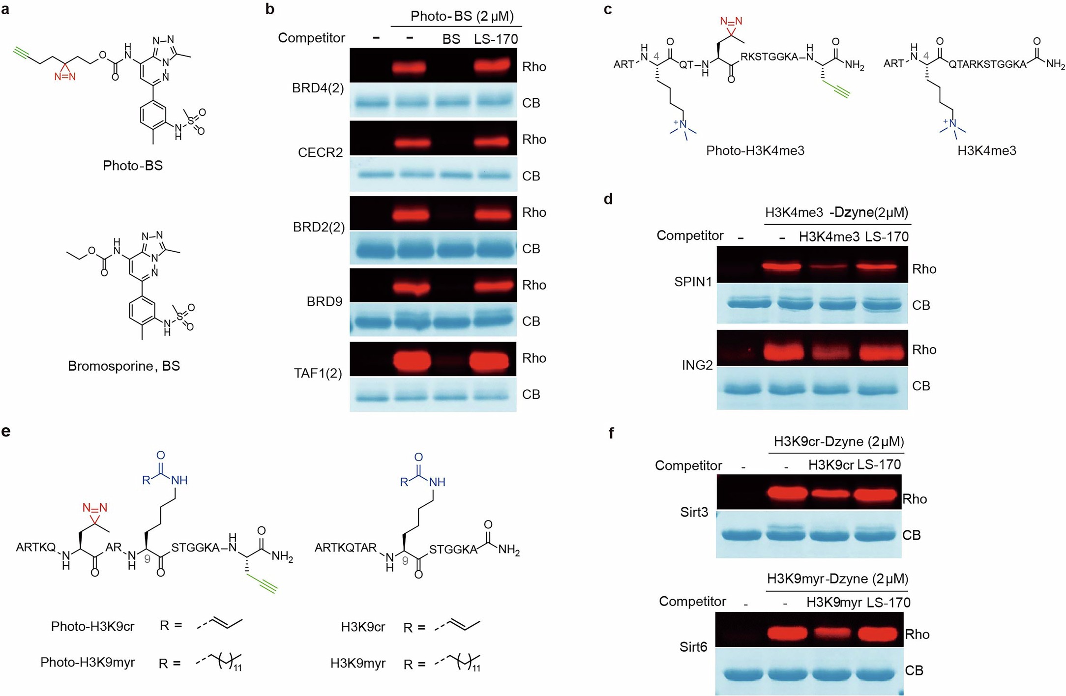 Extended Data Fig. 5: Selectivity examination of LS-170 toward selected epigenetic ‘readers’ and ‘erasers’.