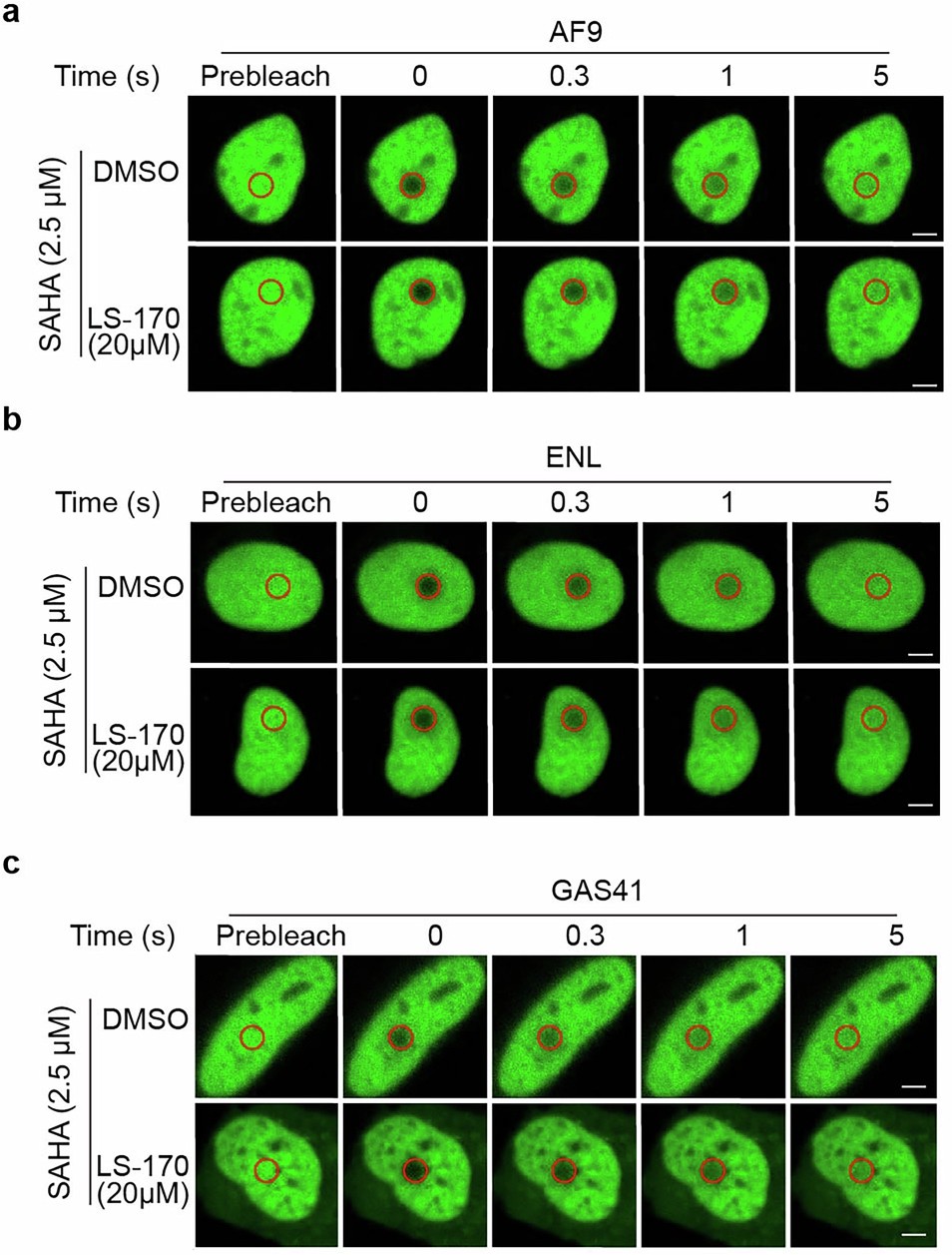 Extended Data Fig. 6: FRAP assay to determine the ability of LS-170 on chromatin association with YEATS domains.