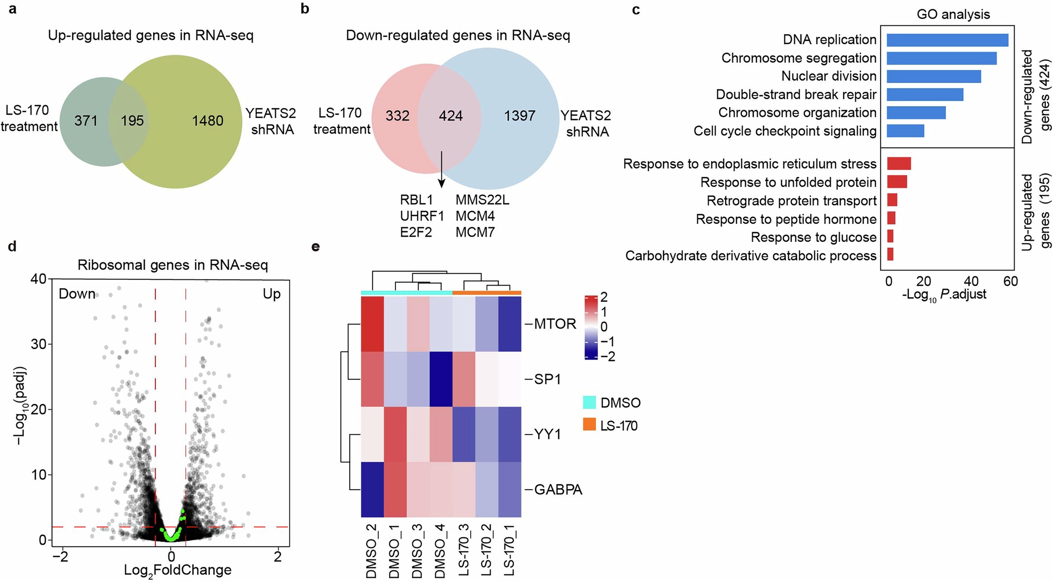Extended Data Fig. 8: ATAC inhibition by LS-170 does not affect the expression of ribosomal protein-coding genes.