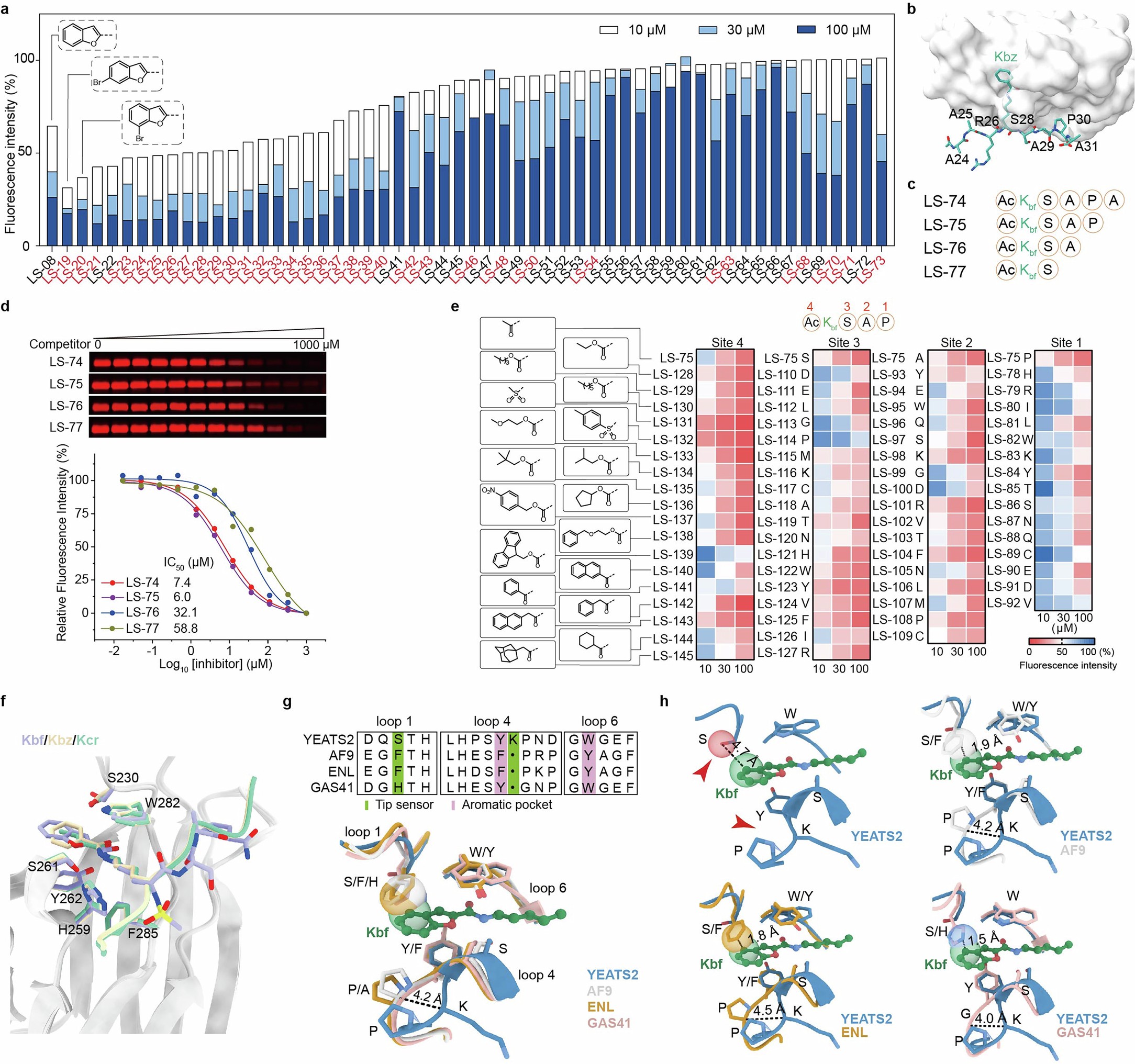 Extended Data Fig. 2: Structure-activity relationship (SAR) studies to optimize the peptide inhibitor for a higher potency and lower molecular weight.