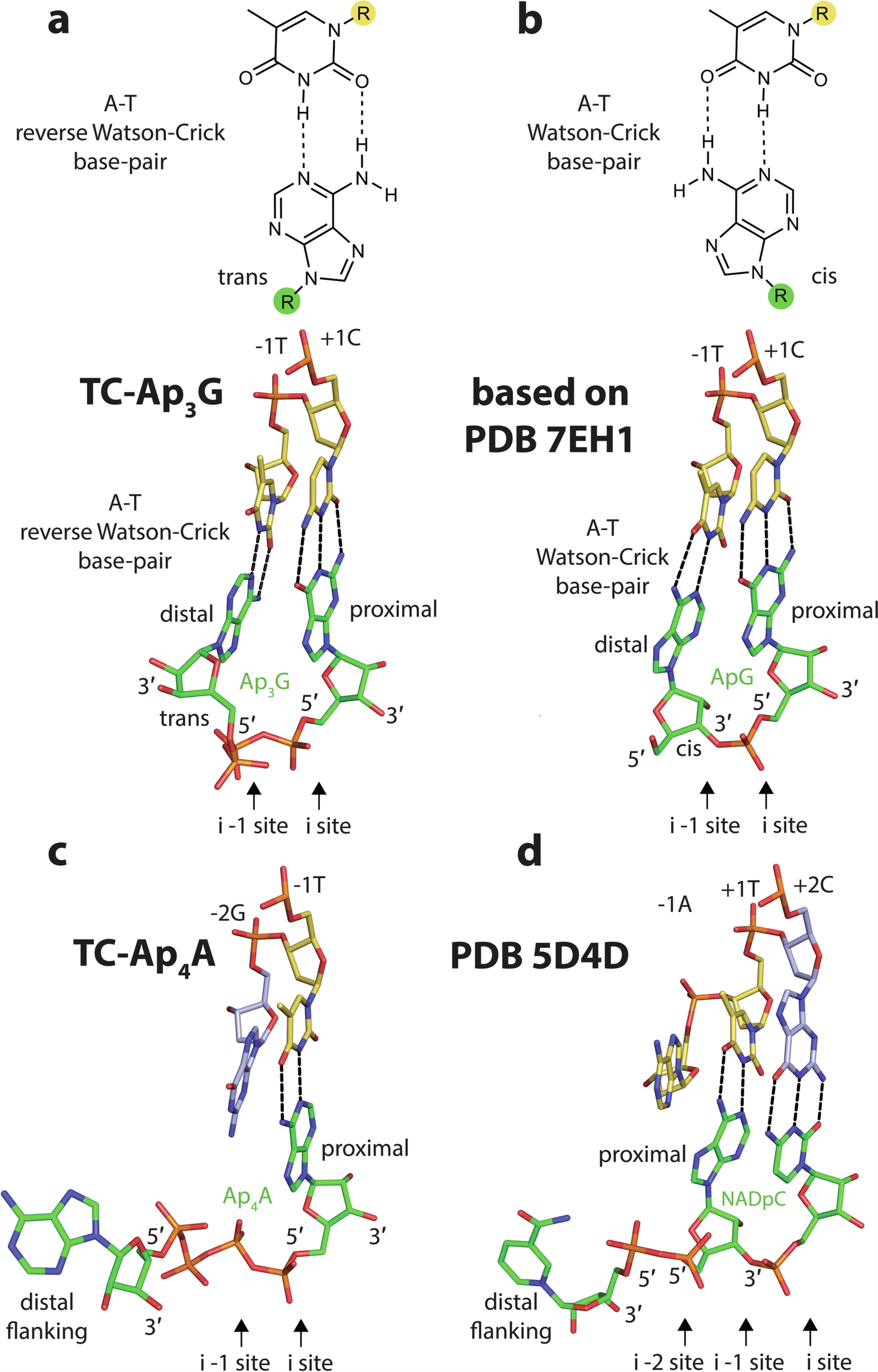 Extended Data Fig. 9: Comparison of WC and rWC base pairing, and NAD binding to RNAP AS.