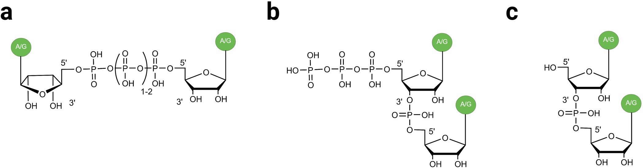Extended Data Fig. 1: Distinct phosphodiester linkages in NpnNs and canonical RNA.