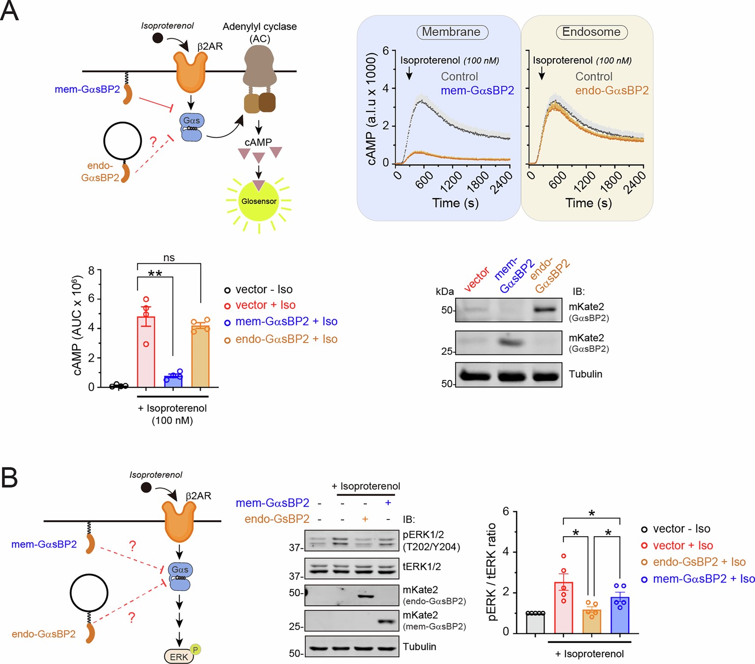 Extended Data Fig. 4: endo-GαsBP2 has a modest effect of cAMP responses, but efficiently blocks the ERK phosphorylation.