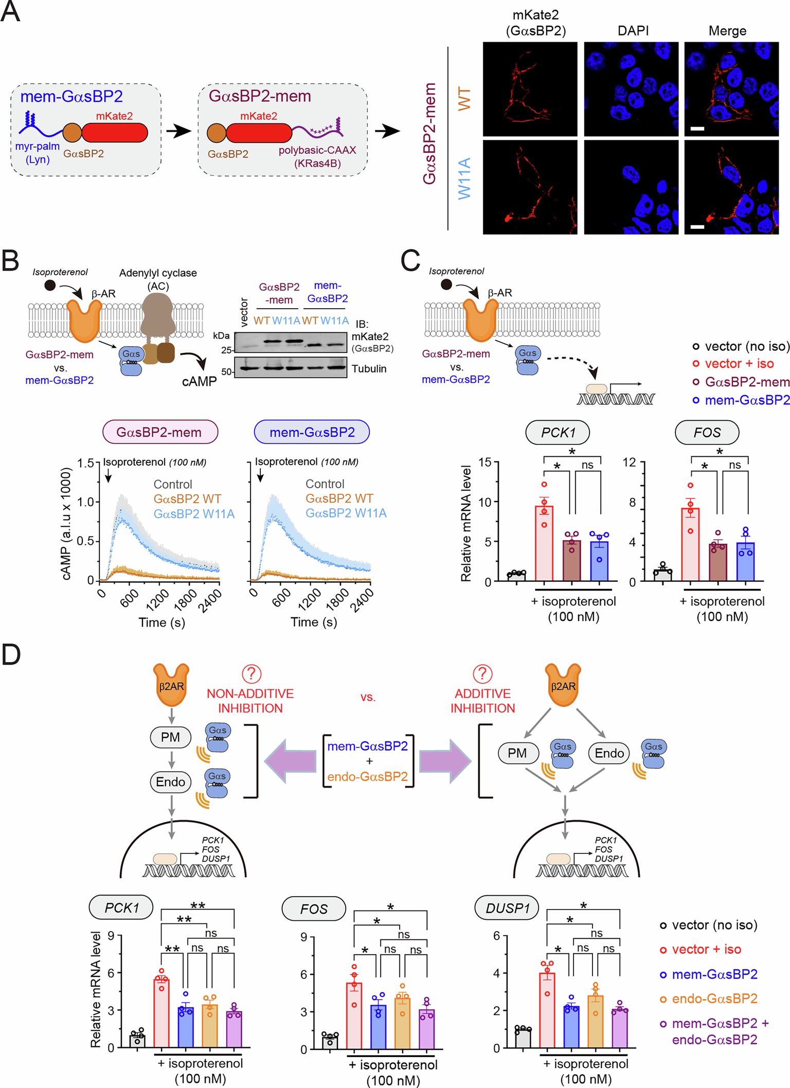 Extended Data Fig. 5: Inhibition of isoproterenol-induced transcriptional responses by different GαsBP2 constructs.