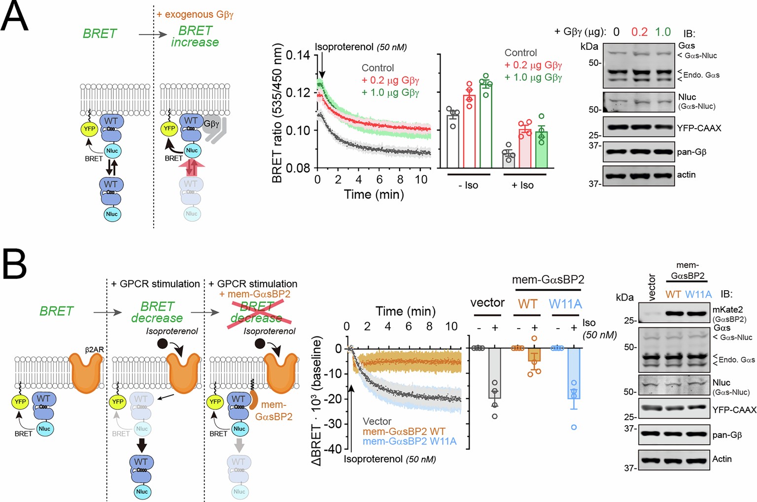 Extended Data Fig. 7: Gβγ favors the association of Gαs with membranes and mem-GαsBP2 prevents the cytosolic translocation of active Gαs upon GPCR stimulation.