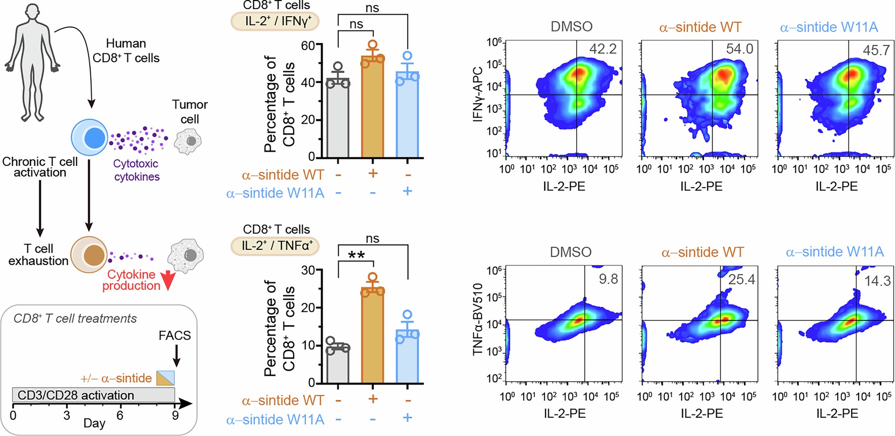 Extended Data Fig. 10: α-sintide improves cytotoxic cytokine production by chronically activated CD8+ T cells.