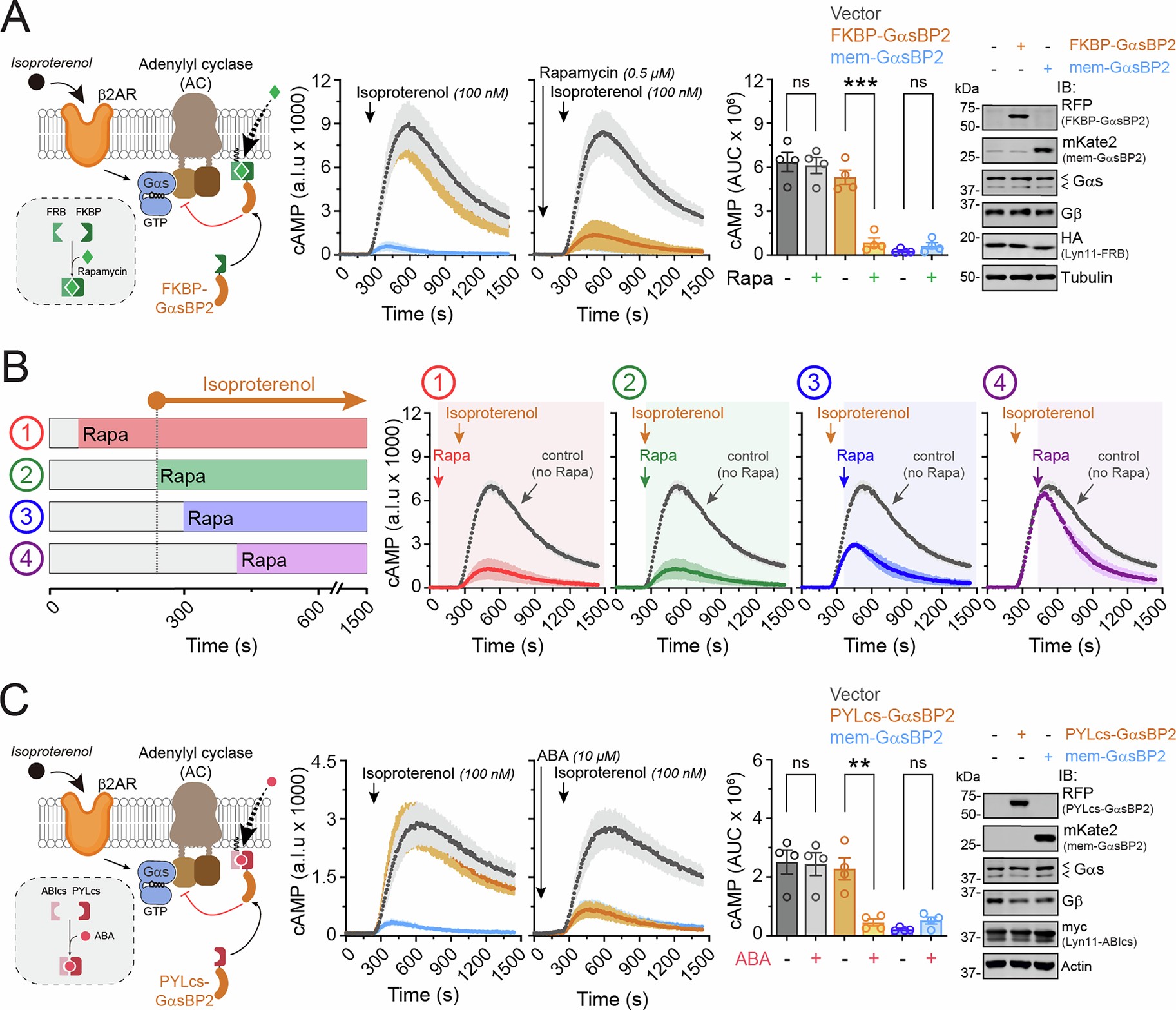 Extended Data Fig. 3: Temporally resolved inhibition of Gαs signaling in cells via chemically controlled GαsBP2 probes.