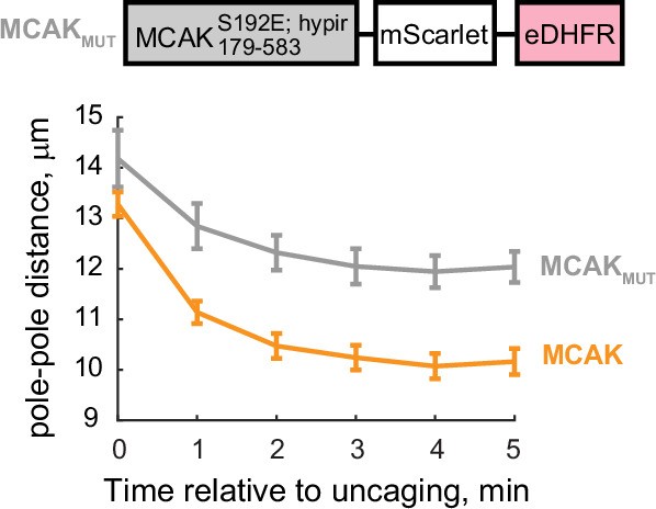Extended Data Fig. 1: Recruitment of an MCAK catalytic mutant to kinetochores modestly shortens the metaphase spindle.